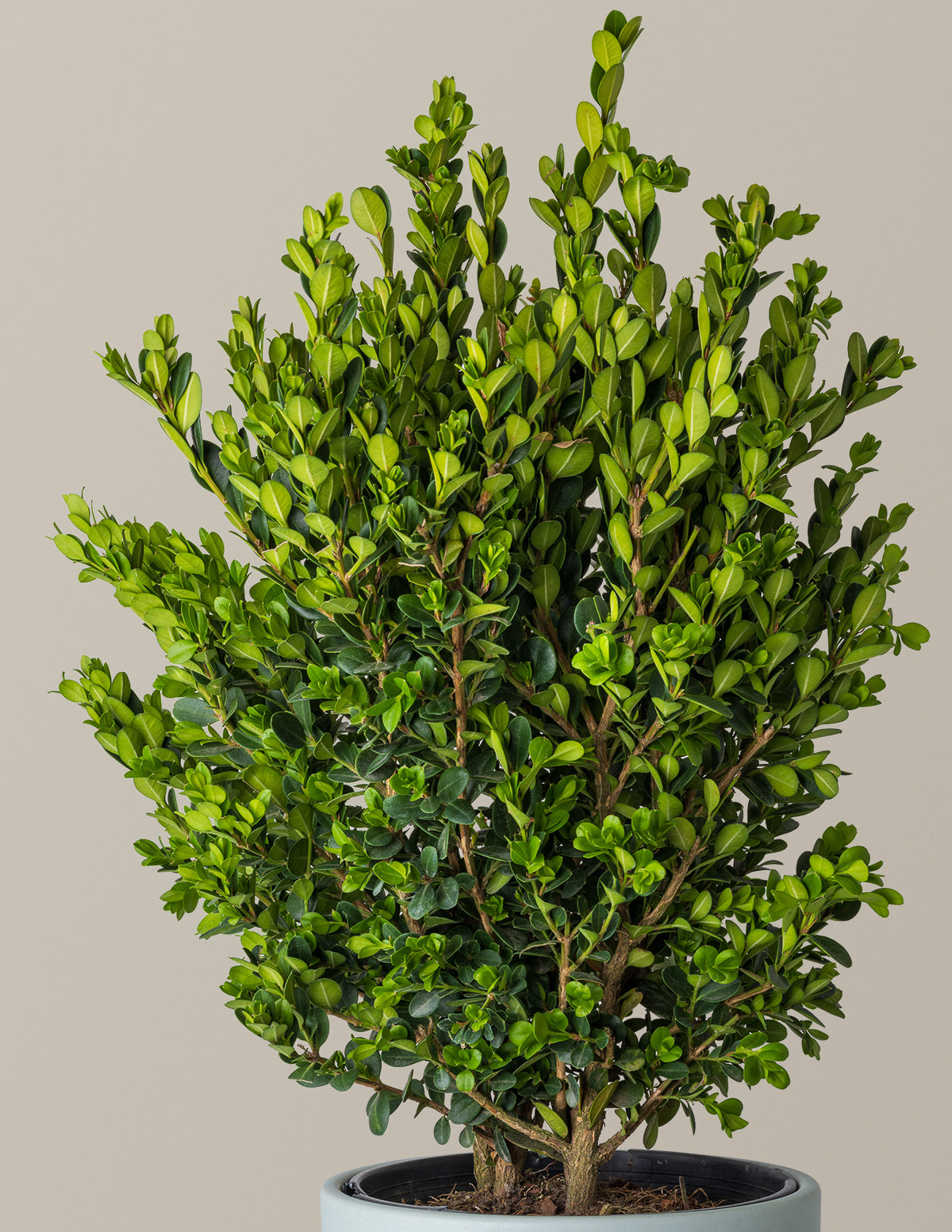 Wintergreen Şimşir (Boxwood)