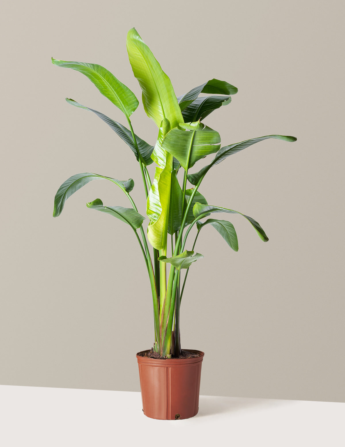 Cennet Kuşu Çiçeği (Strelitzia)