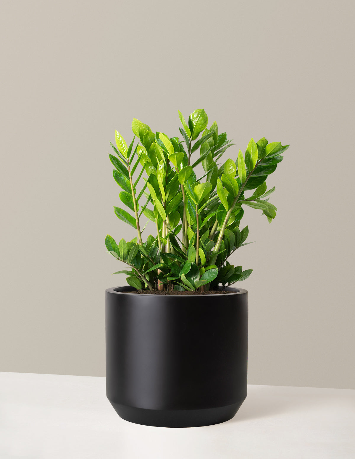 ZZ Bitkisi (Zamioculcas zamiifolia)
