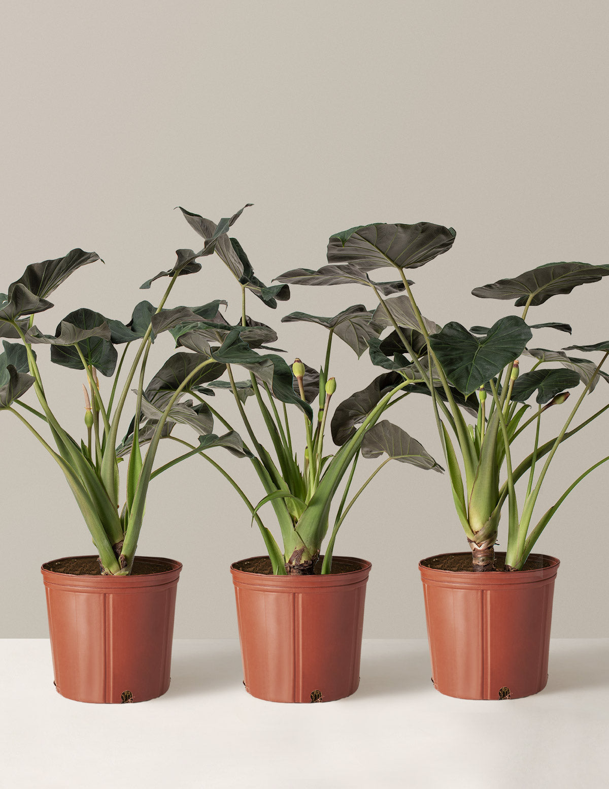 Büyük Alocasia Regal Shield
