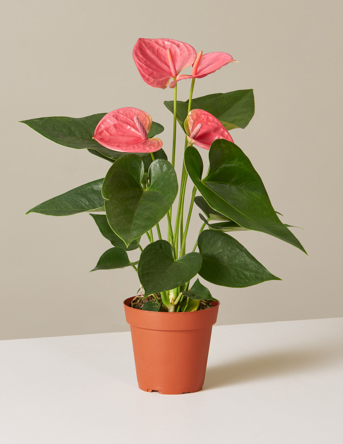 Pembe Anthurium