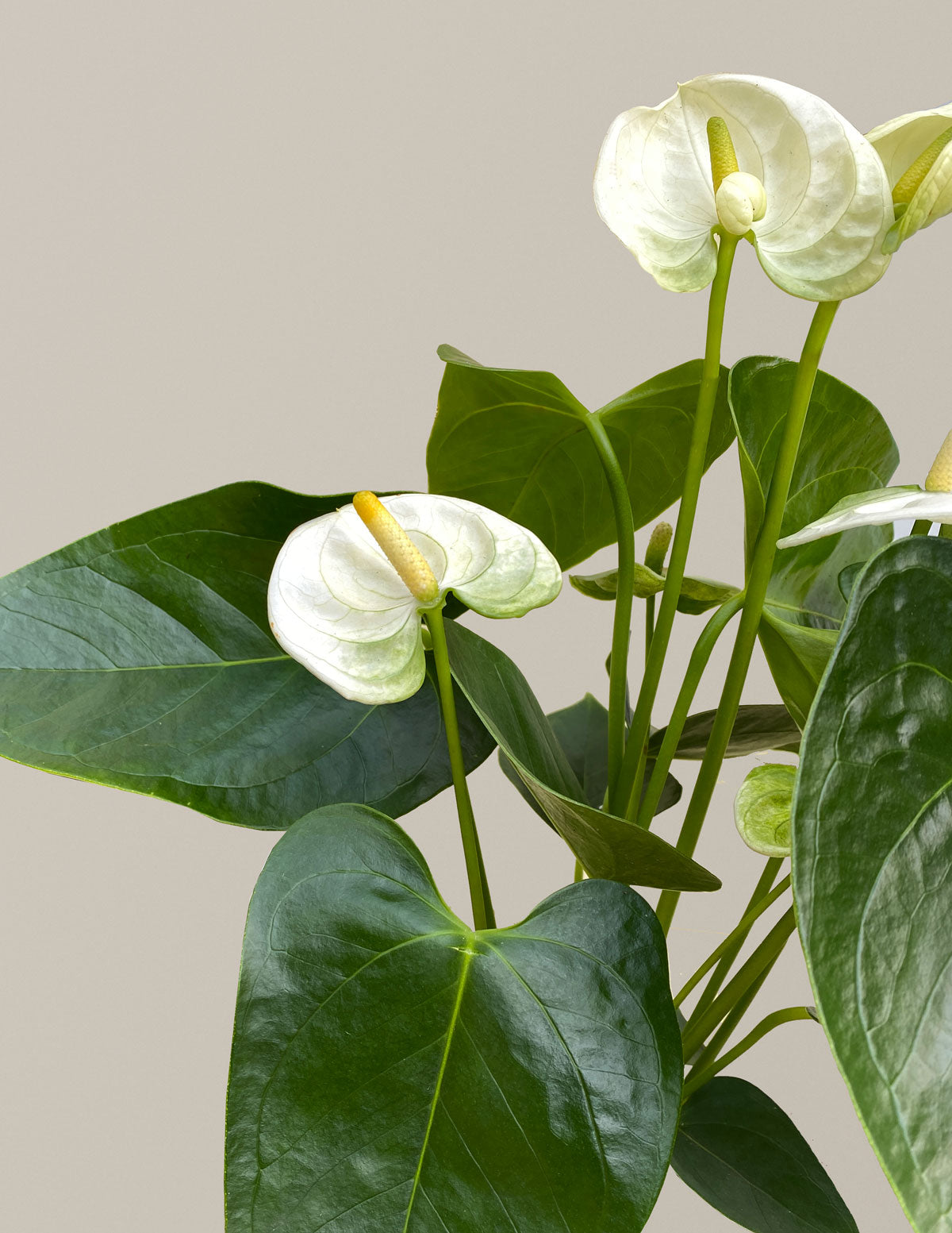 Büyük Boy İkili Anthurium