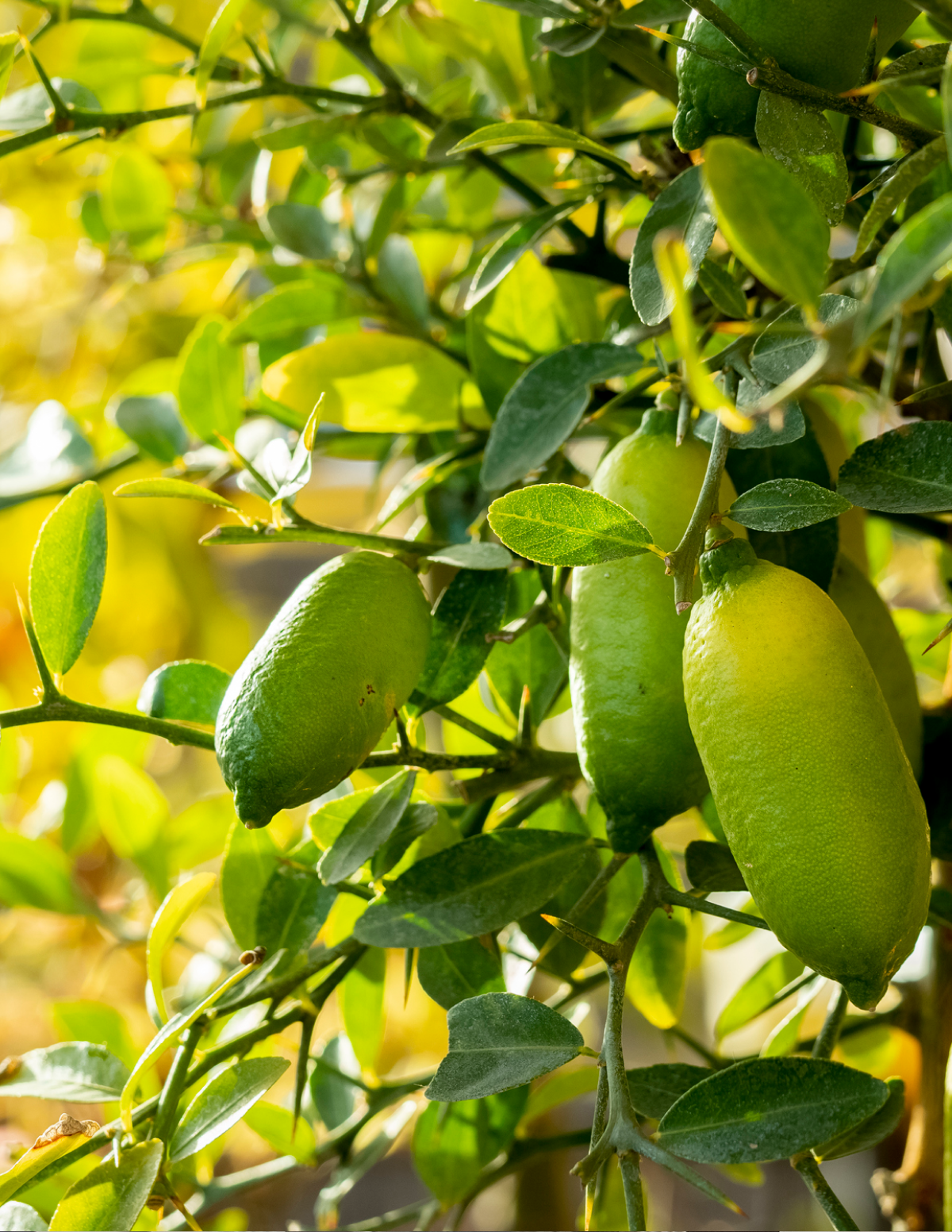 Avustralya Parmak Limonu Ağacı