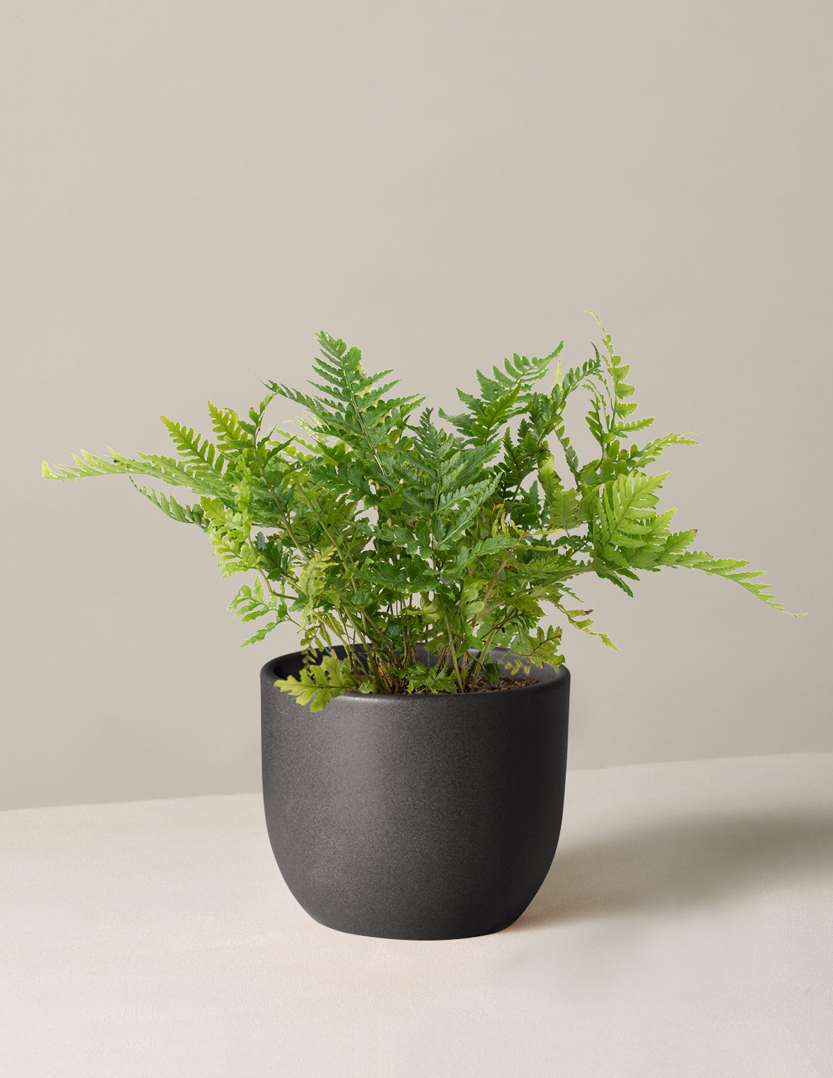 Japon Kalkan Eğreltisi (Japanese Shield Fern)