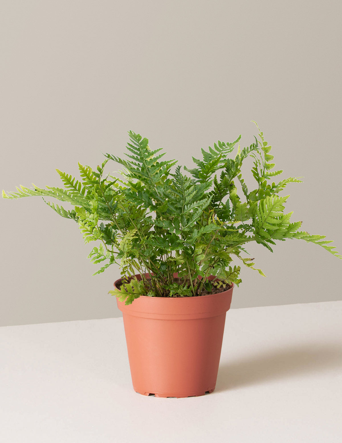 Japon Kalkan Eğreltisi (Japanese Shield Fern)