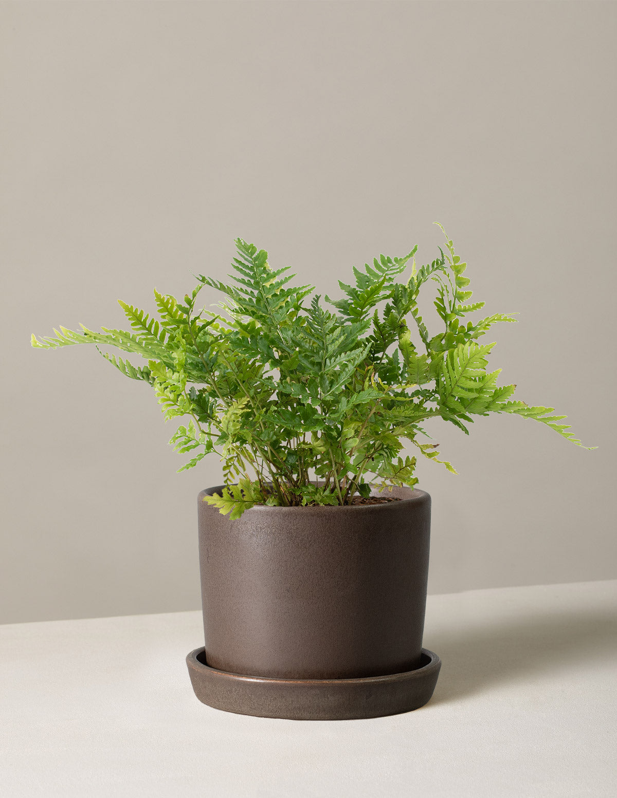 Japon Kalkan Eğreltisi (Japanese Shield Fern)
