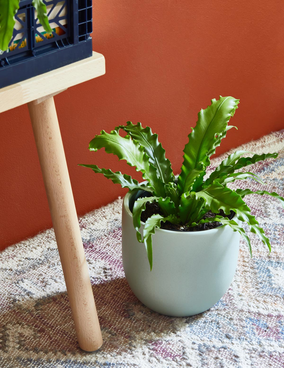 Fern Friends Parti Paketi