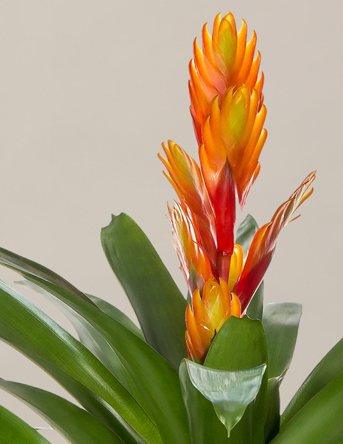 Vriesea Intenso Orange Bromelya