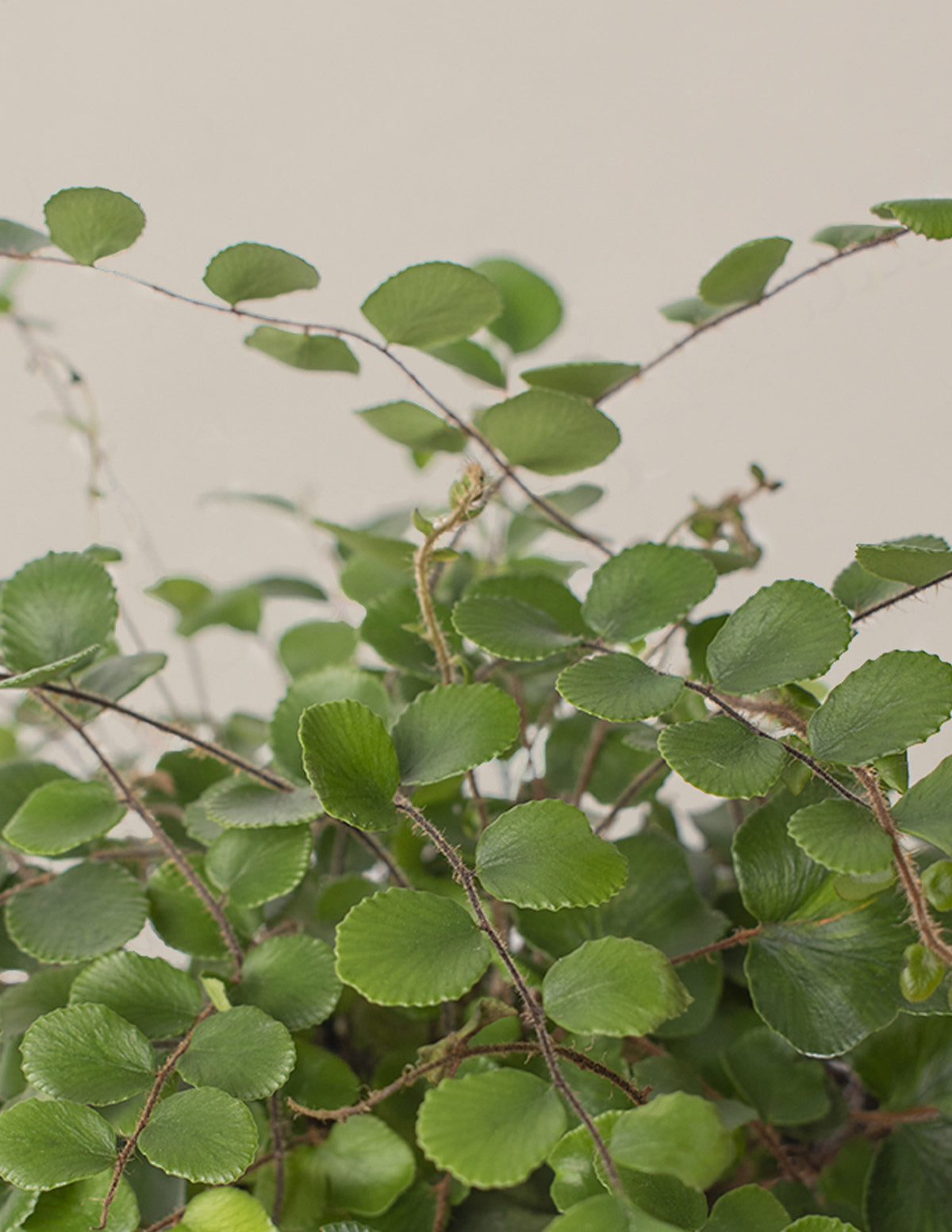 Button Fern (Düğme Eğreltisi)