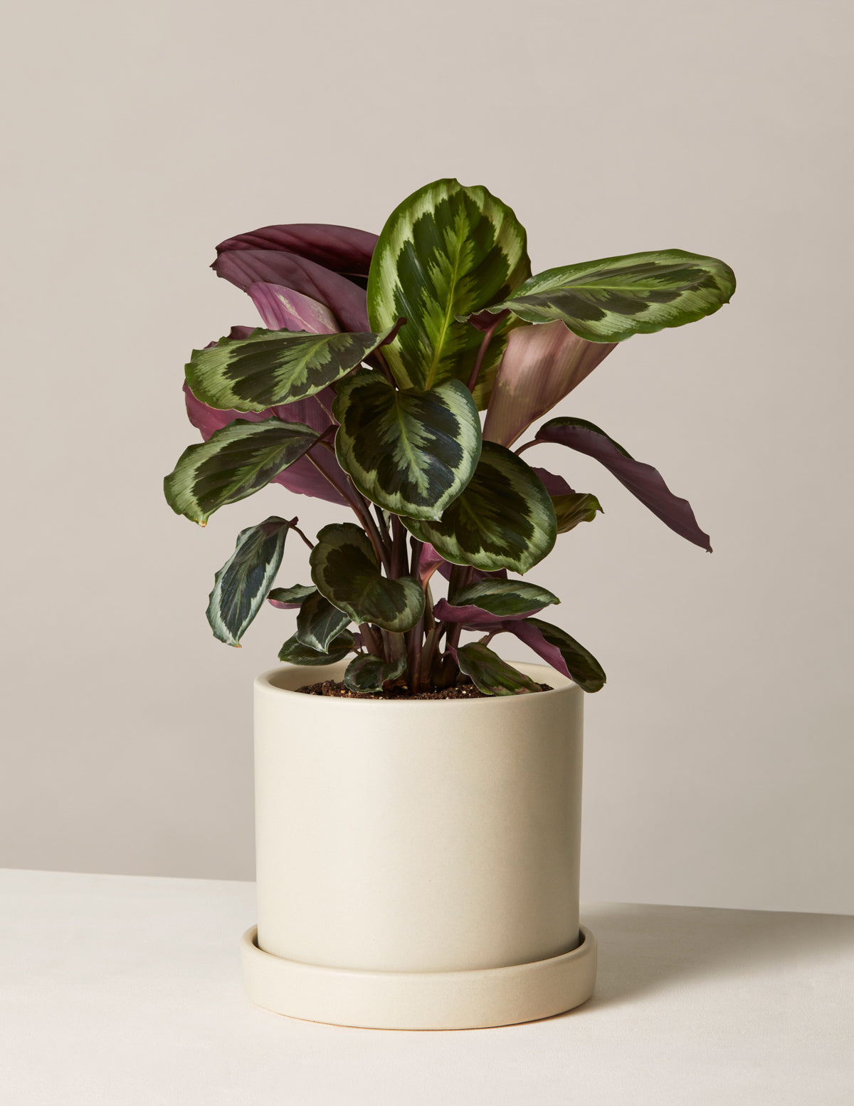 Calathea Medallion