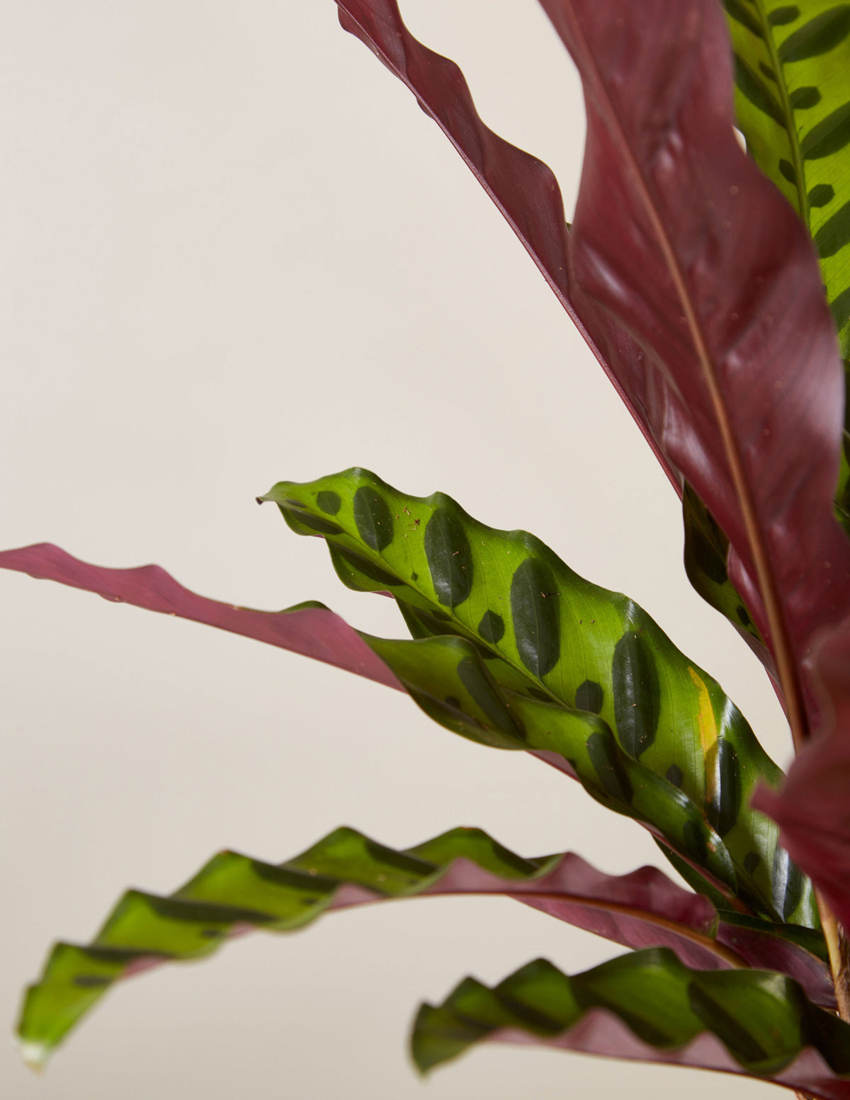 Calathea 'Rattlesnake' Parti Paketi