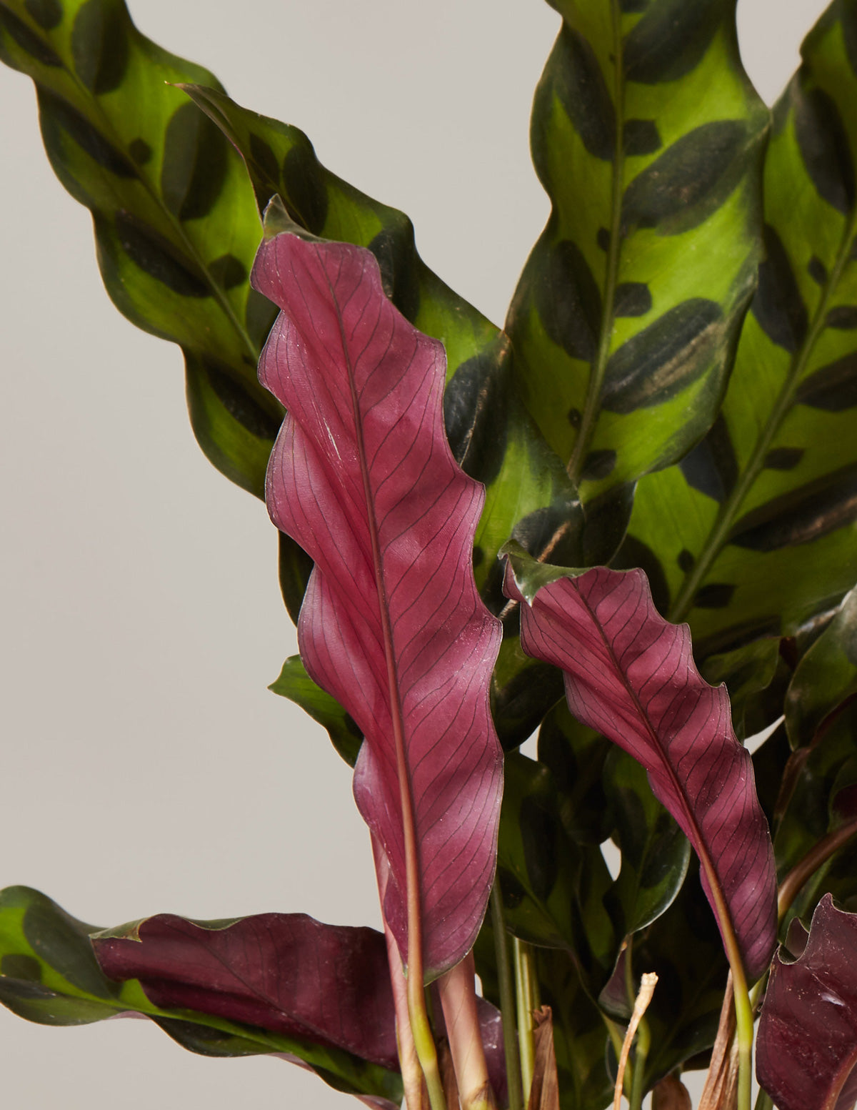 Calathea 'Rattlesnake' Parti Paketi