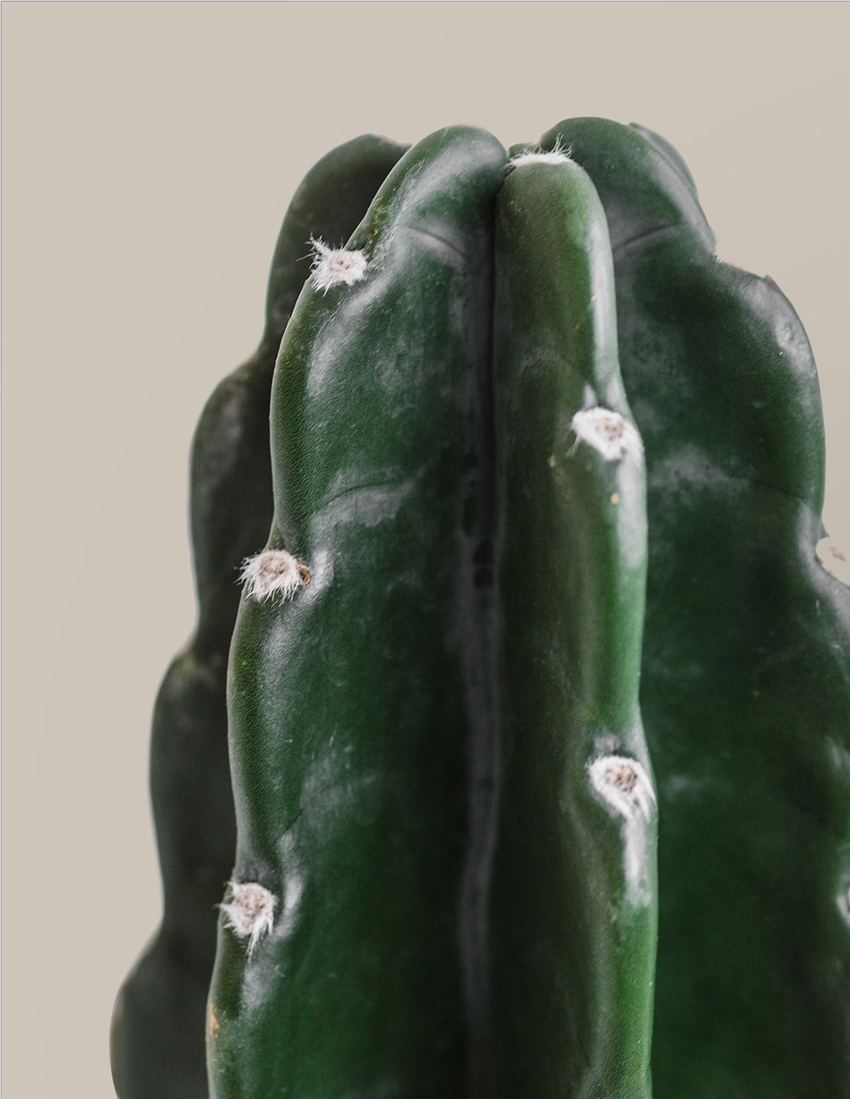 Cuddly Cactus (Dikenli Olmayan Kaktüs)