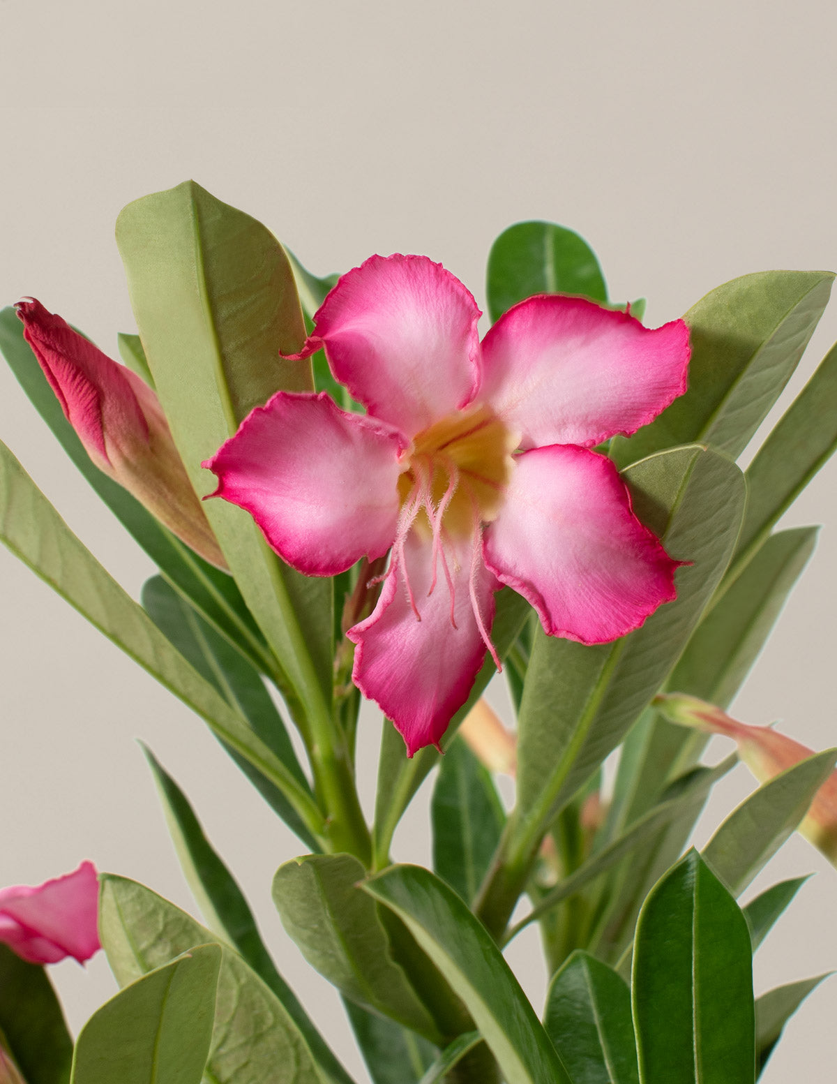Desert Rose (Çöl Gülü)