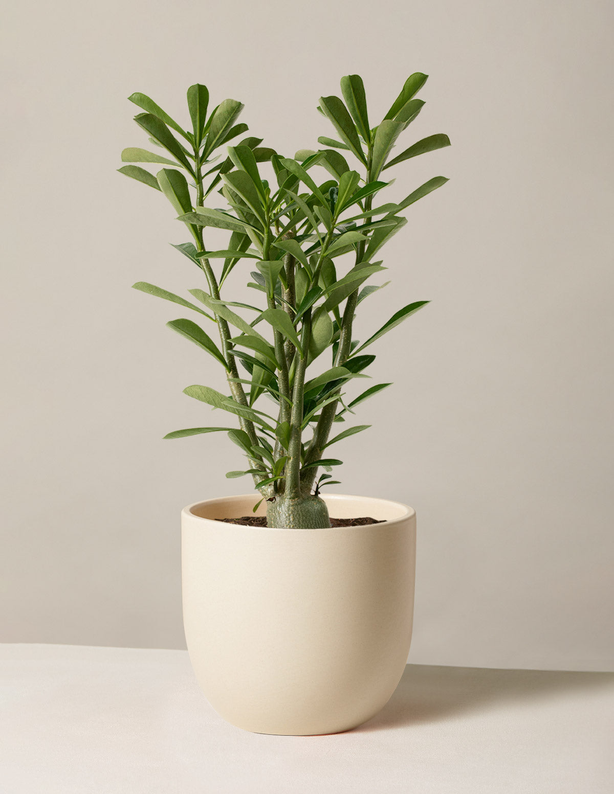 Desert Rose (Çöl Gülü)