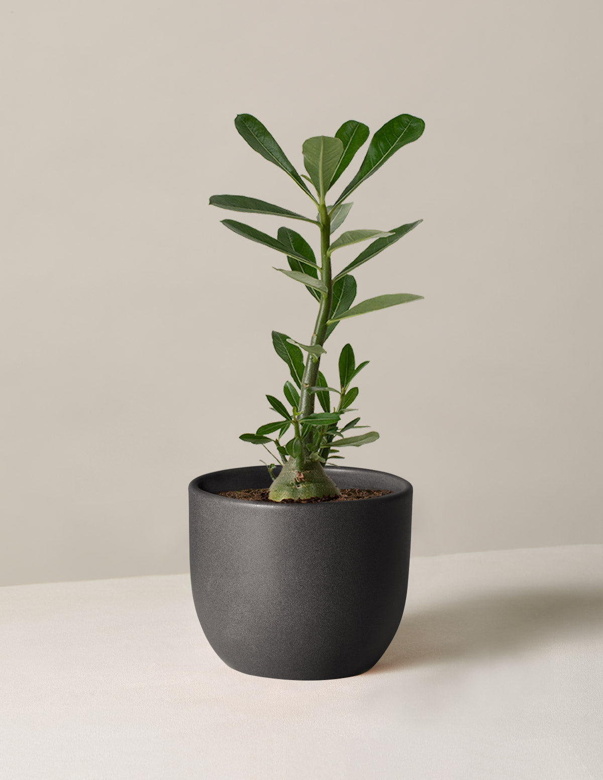 Desert Rose (Çöl Gülü)