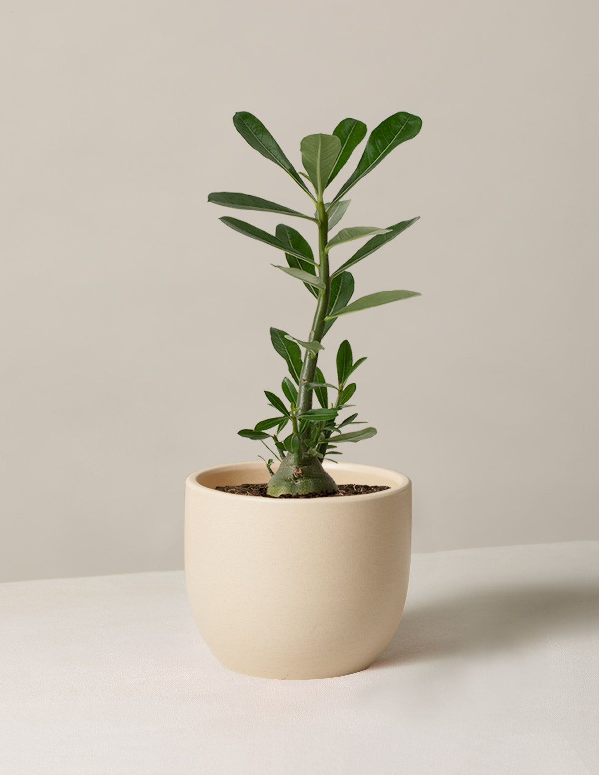 Desert Rose (Çöl Gülü)