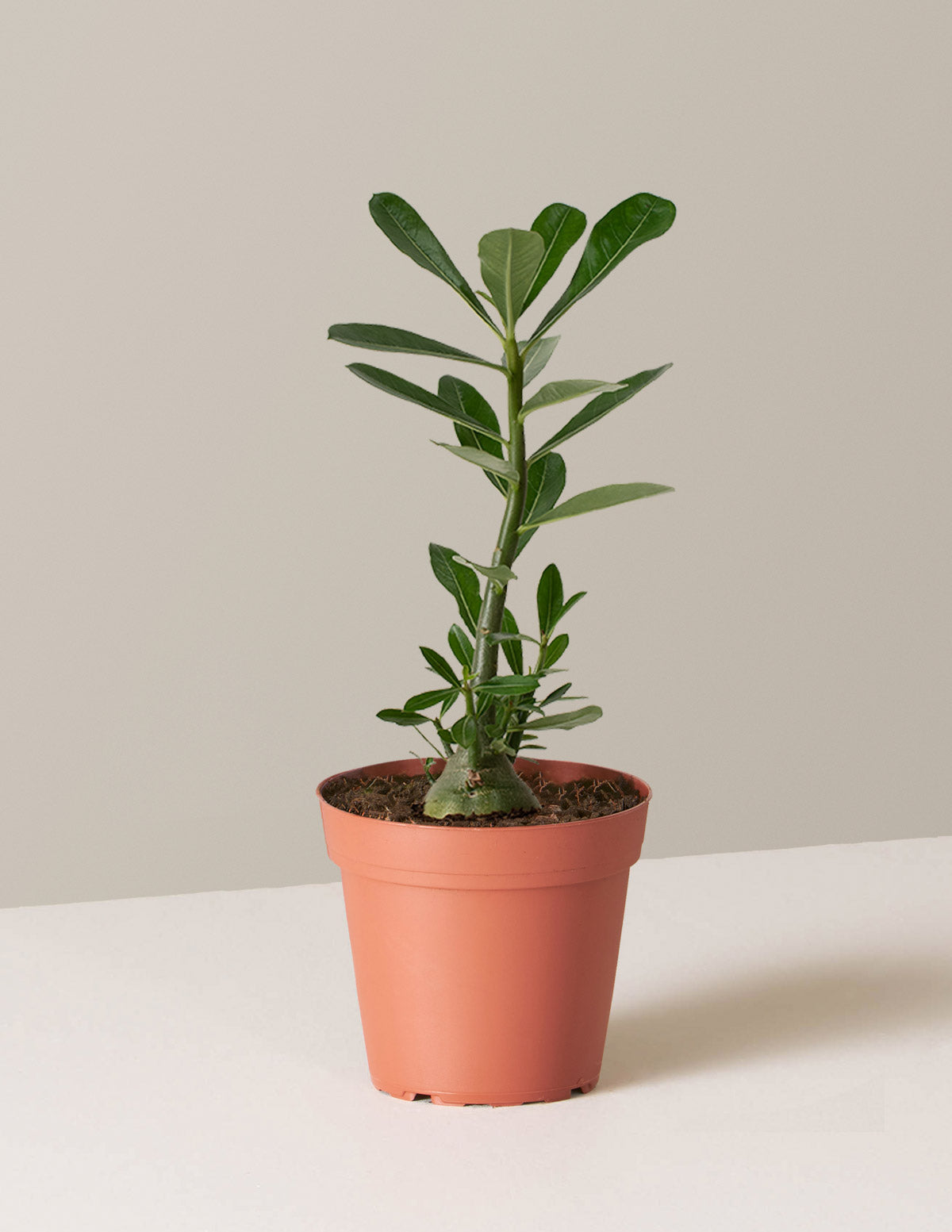 Desert Rose (Çöl Gülü)