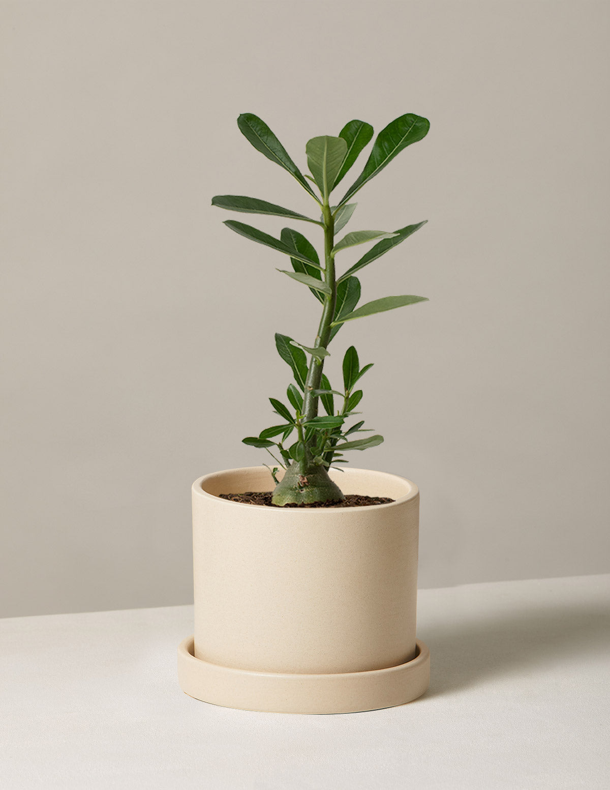 Desert Rose (Çöl Gülü)