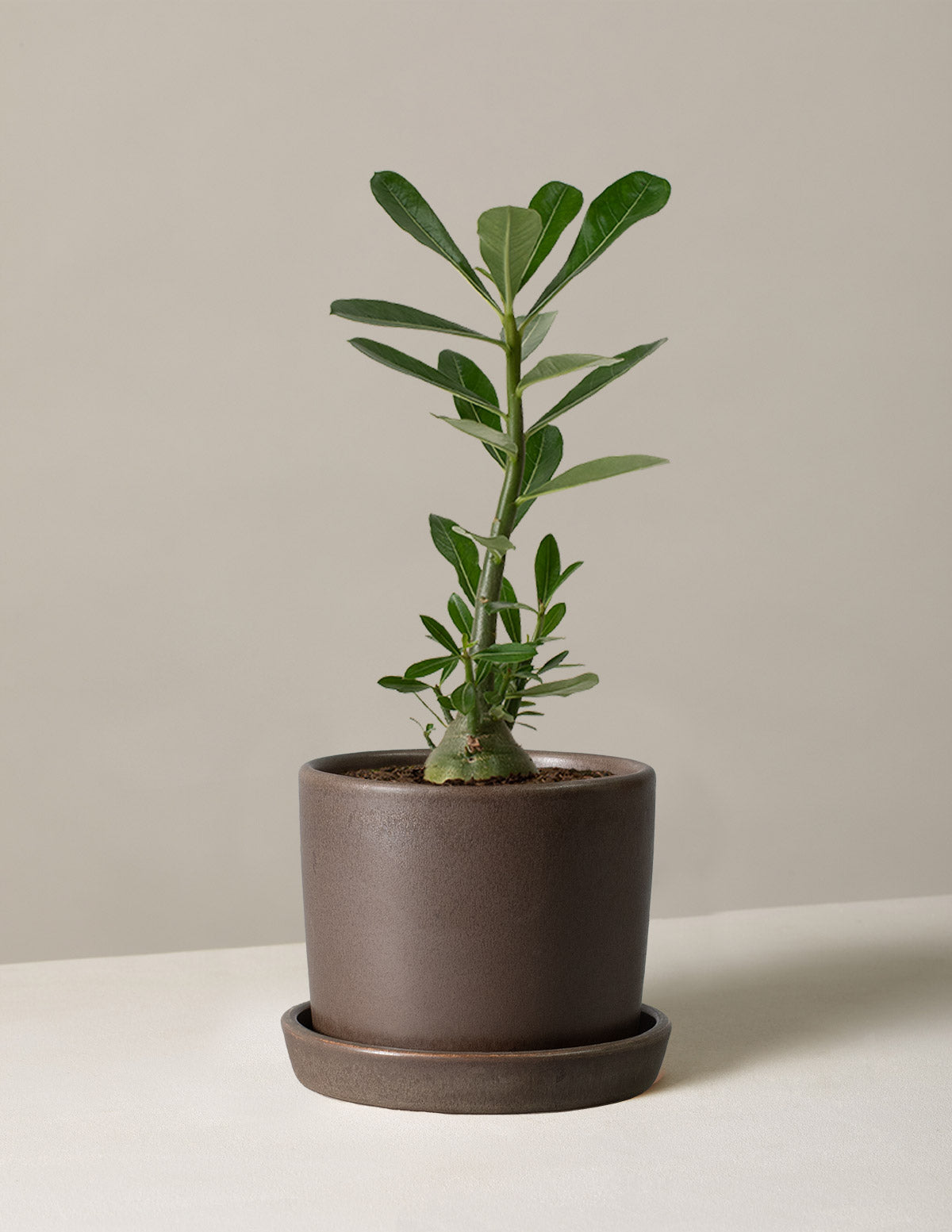 Desert Rose (Çöl Gülü)
