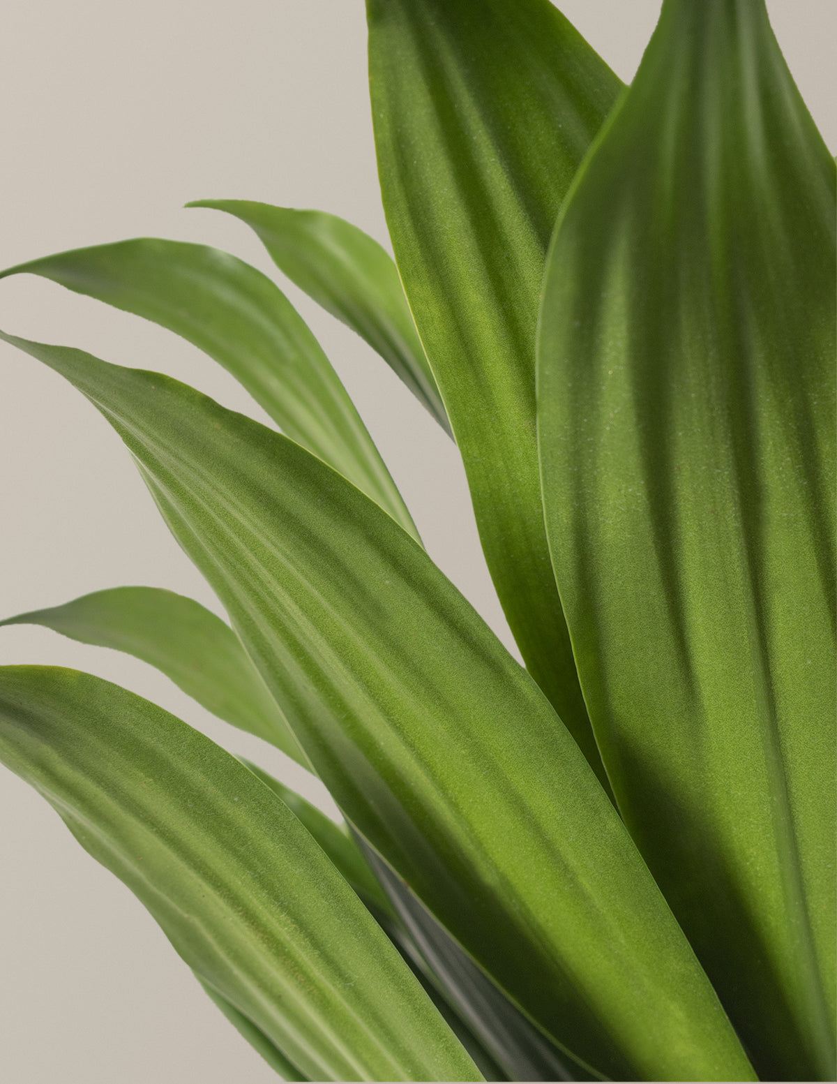 Büyük Dracaena Compacta Cane