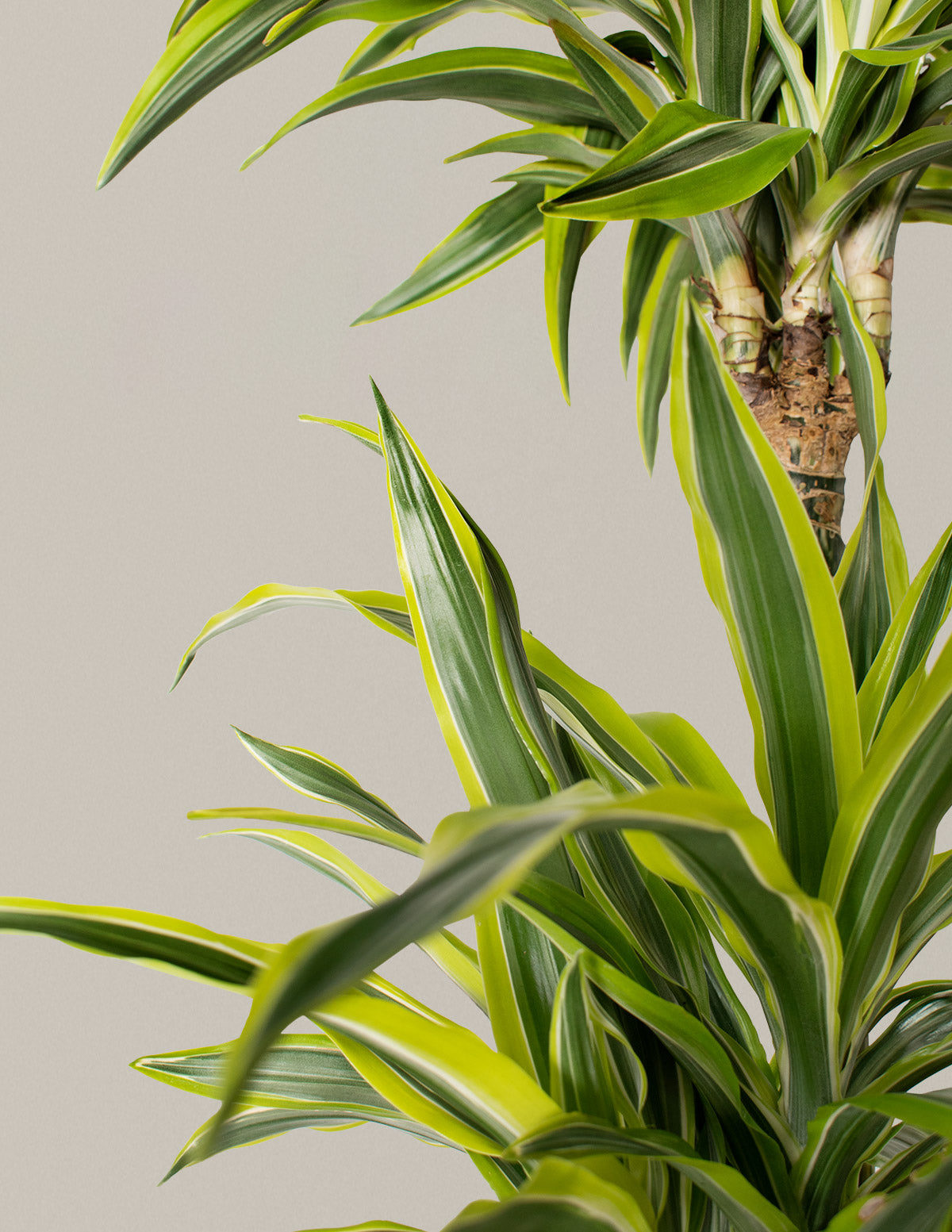 Büyük Boy Dracaena Lemon Lime