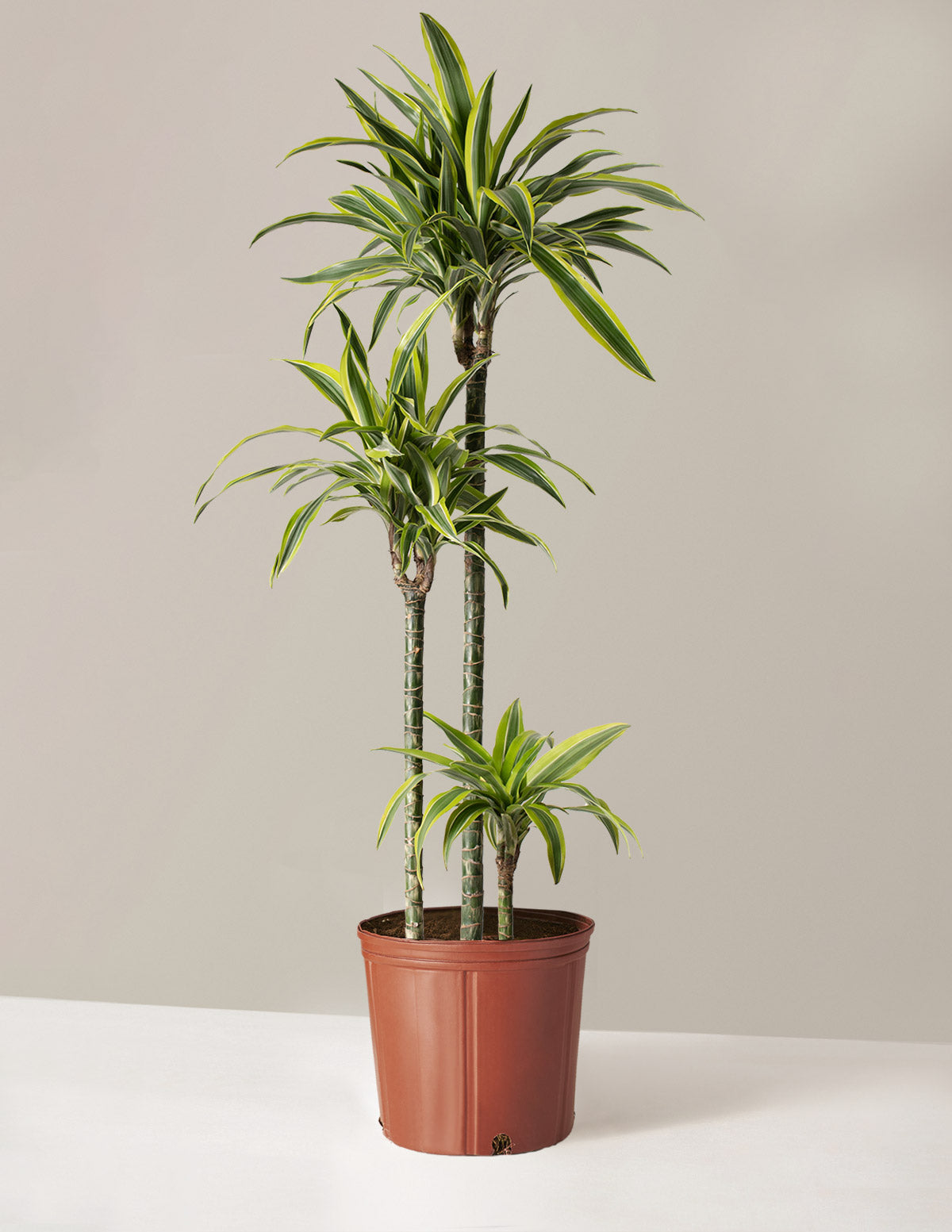 Büyük Boy Dracaena Lemon Lime