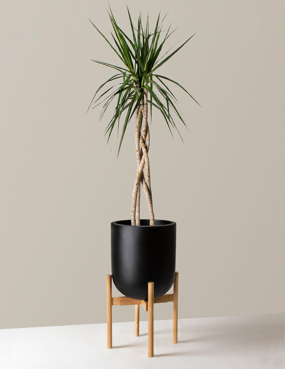 Dracaena Marginata Örgü Gövdeli (Open Weave)