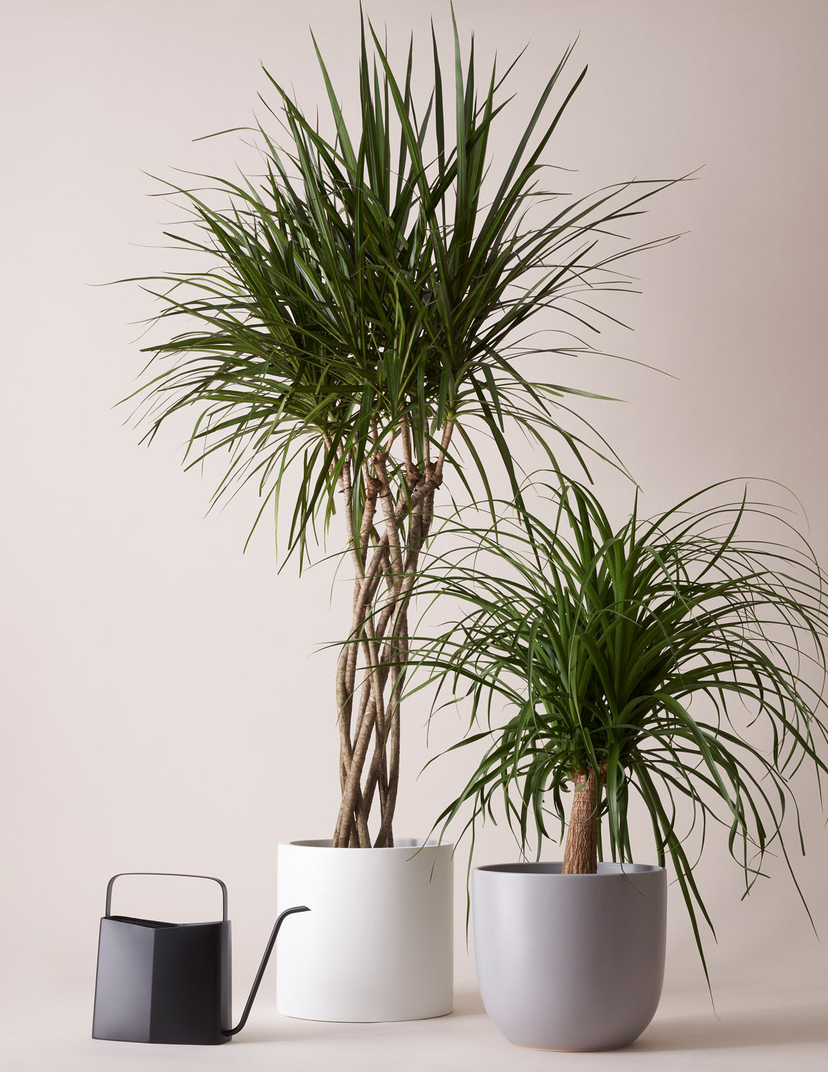 Dracaena Marginata Örgü Gövdeli (Open Weave)