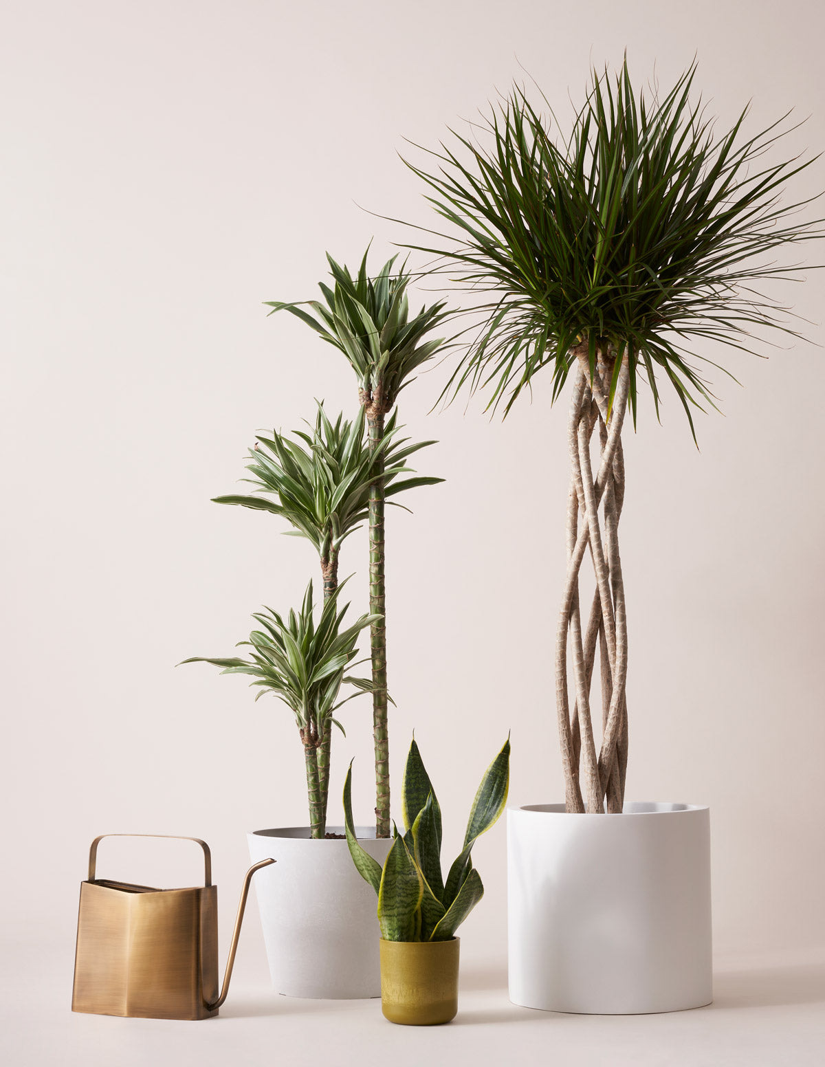 Büyük Boy Dracaena Warneckii