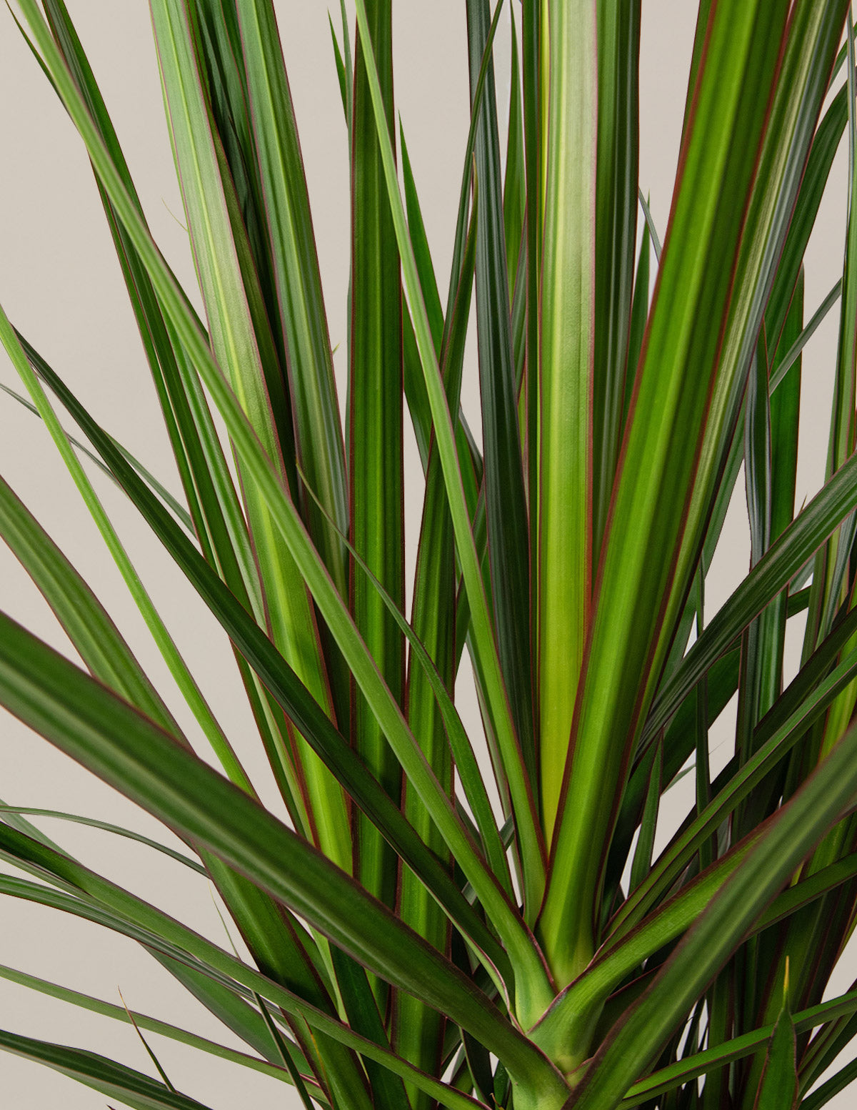 Dracaena Marginata Örgü Gövdeli (Open Weave)