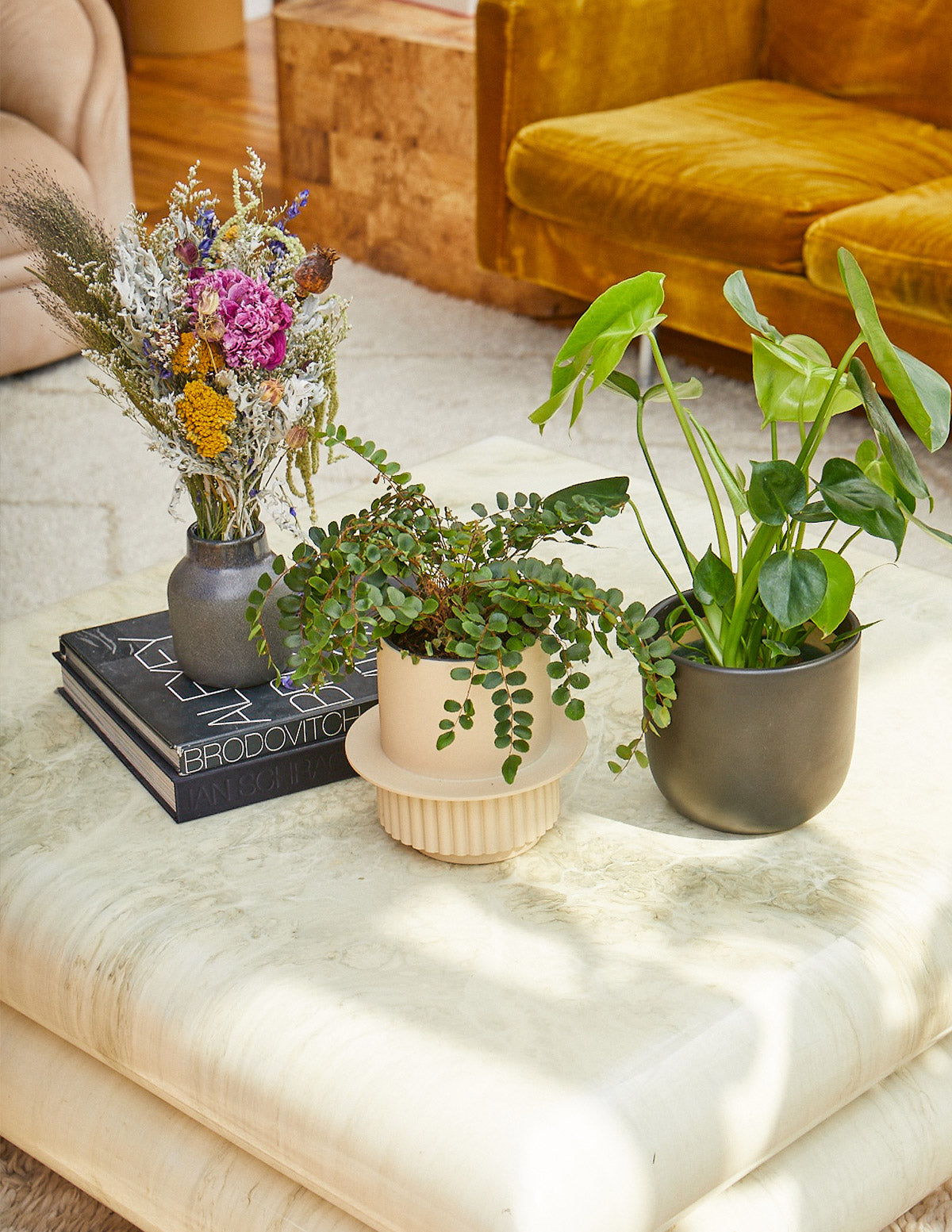 Button Fern (Düğme Eğreltisi)