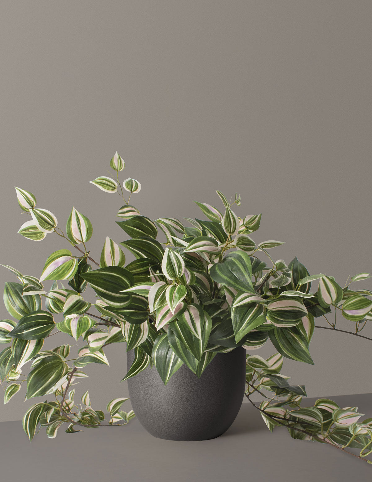 Yapay Tradescantia Zebrina
