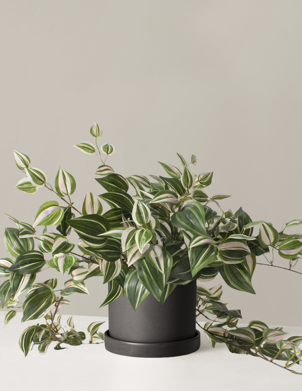 Yapay Tradescantia Zebrina