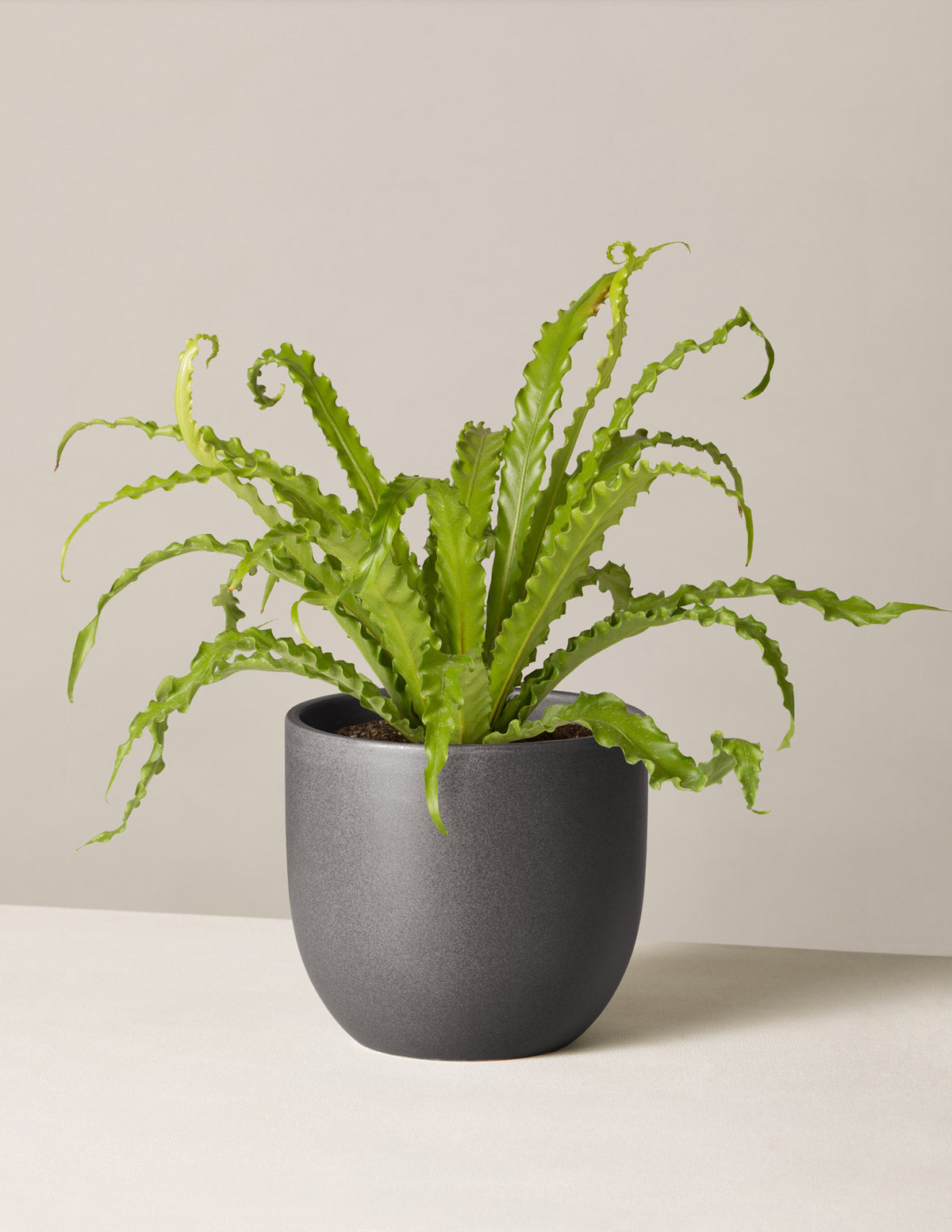 Kuş Yuvası Eğrelti Otu (Bird's Nest Fern)