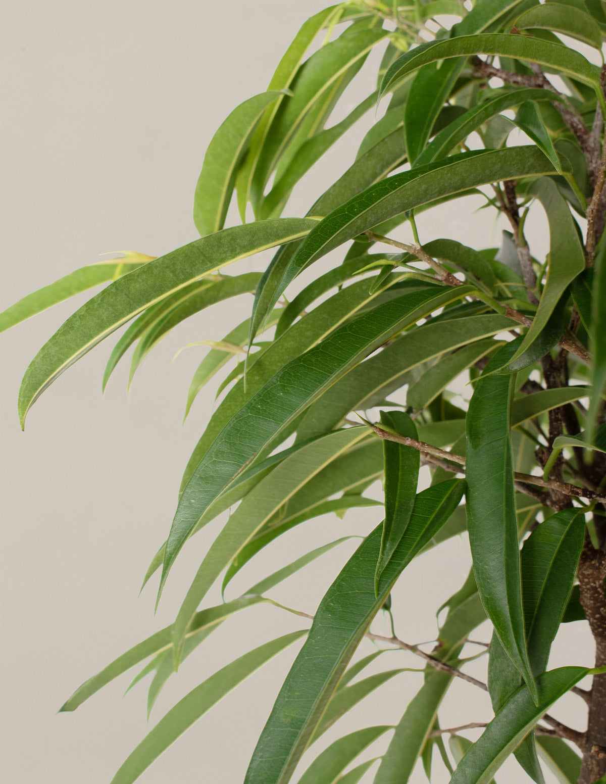 Büyük Boy Ficus Alii