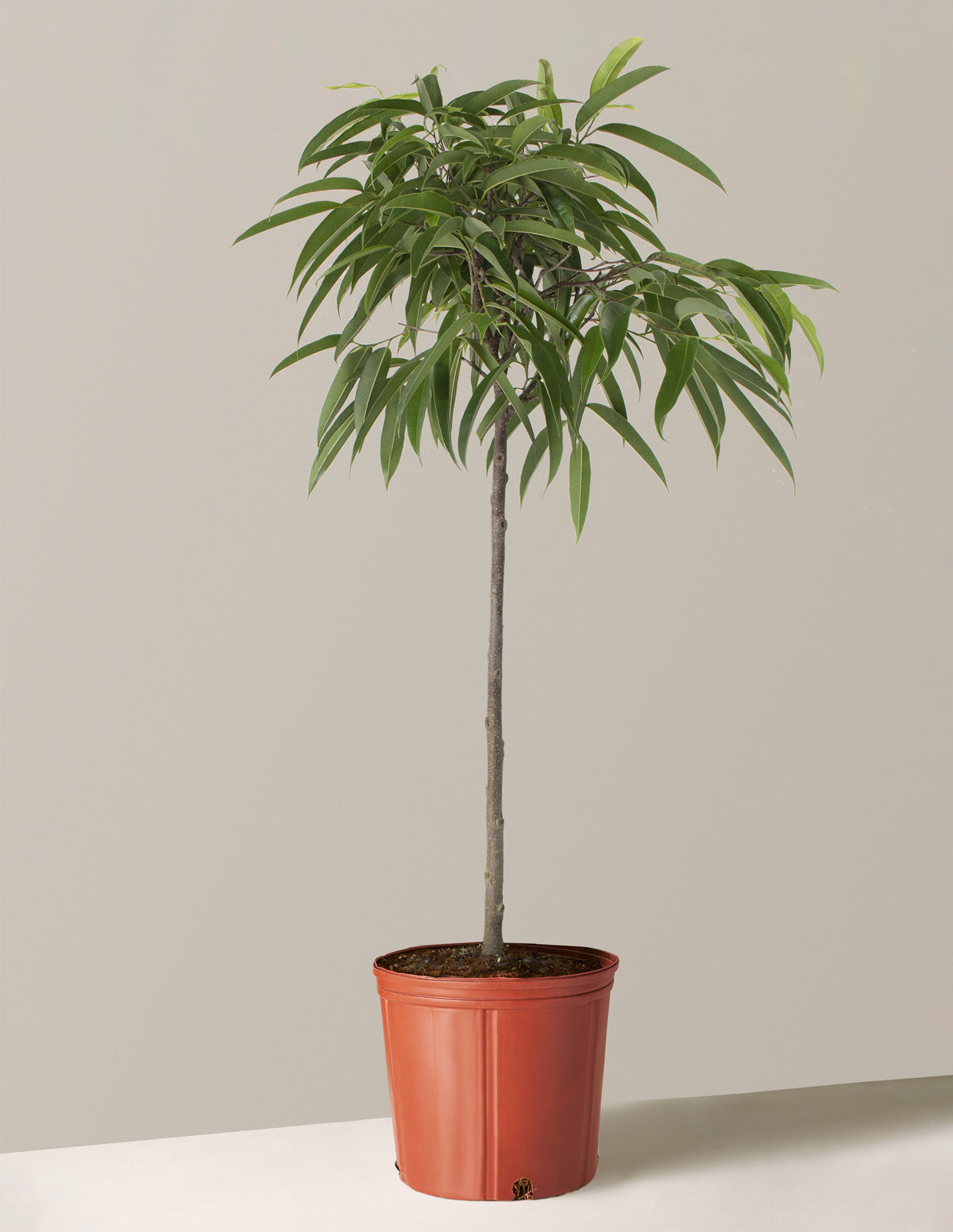 Büyük Boy Ficus Alii