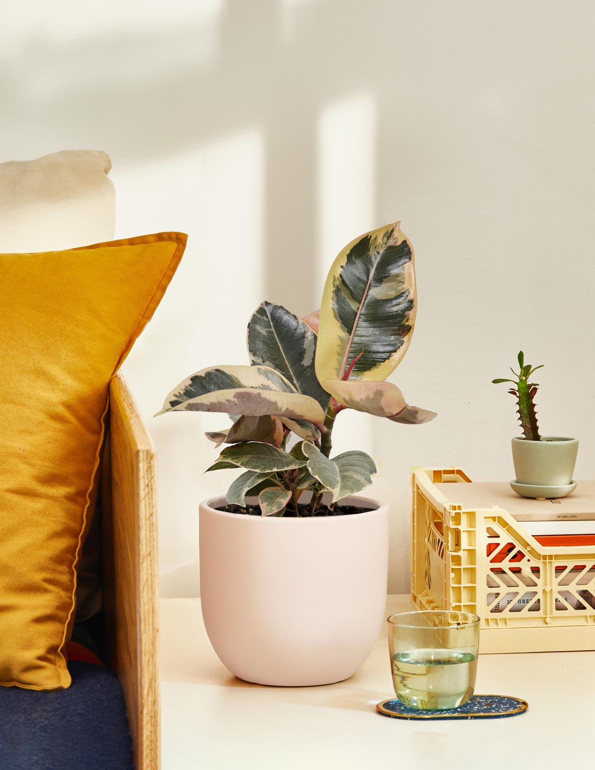 Fun Ficus Parti Paketi