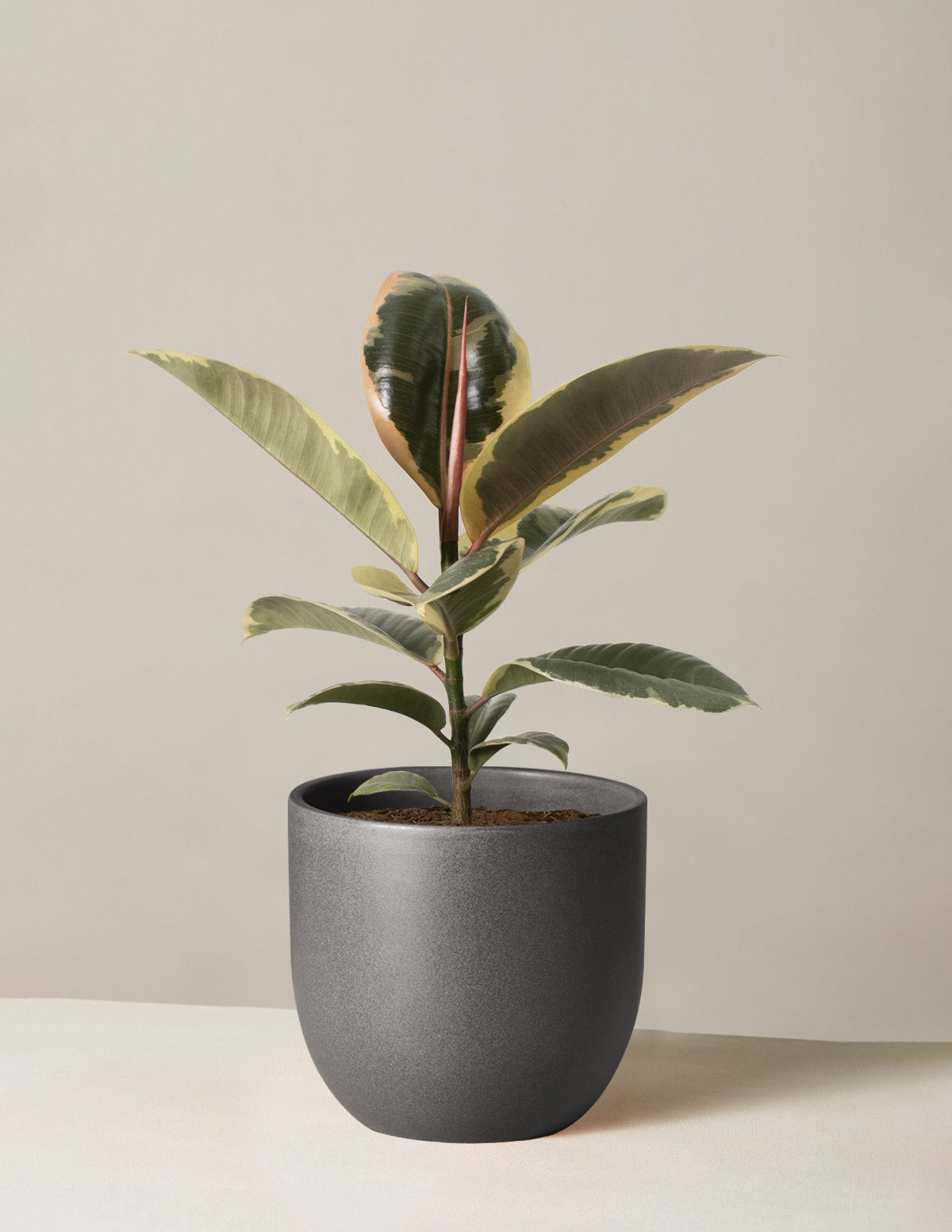 Ficus Tineke Bush