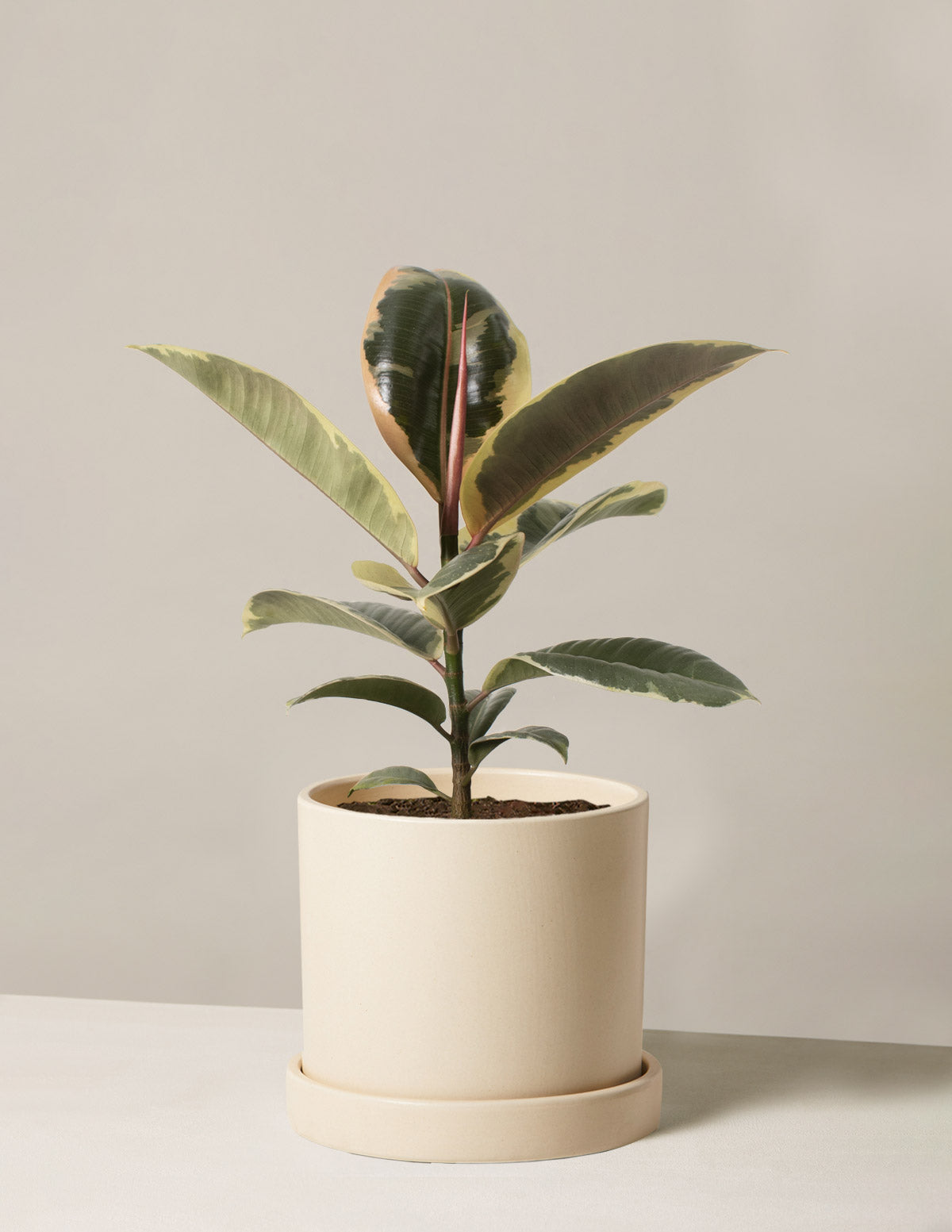 Ficus Tineke Bush