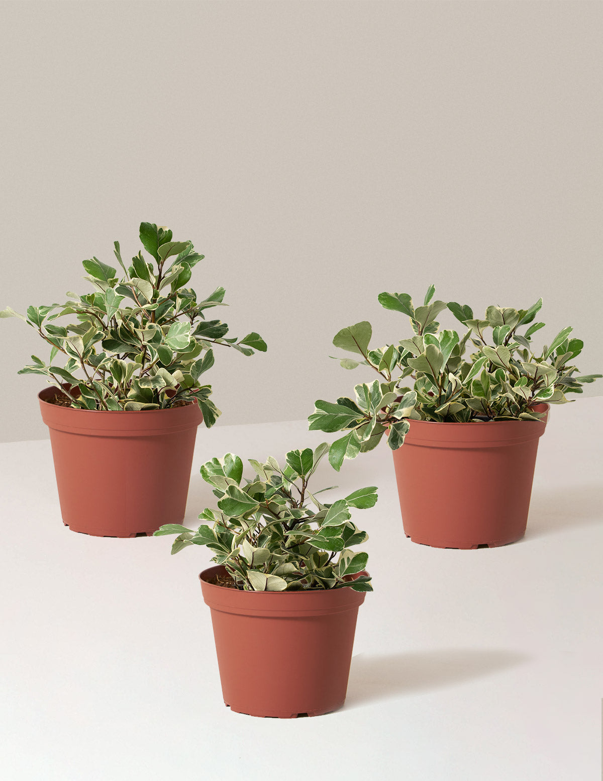 Alacalı Ficus Triangularis