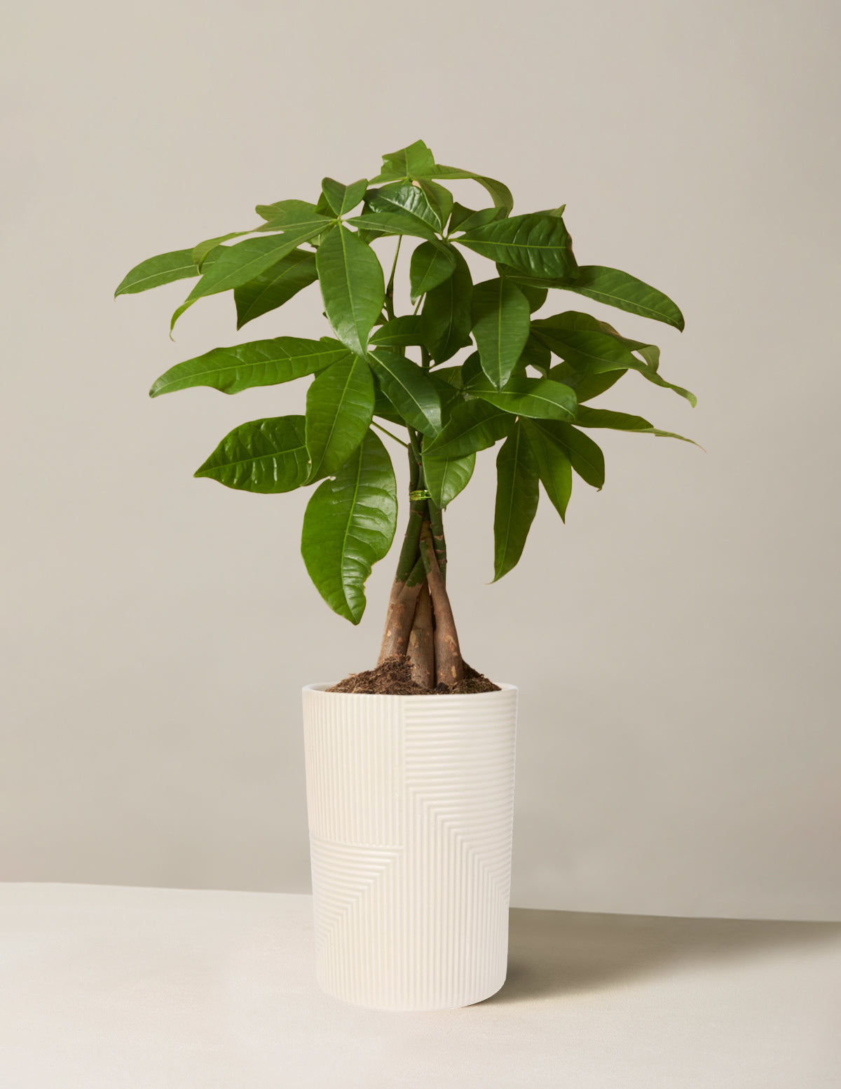 Para Ağacı (Money Tree)