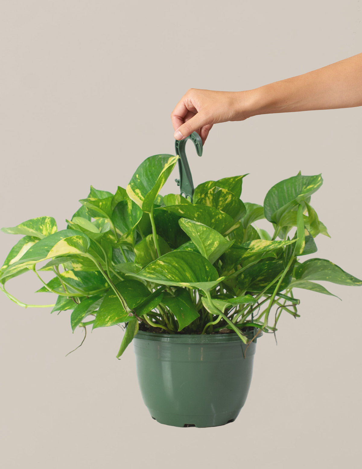 Golden Pothos Askılı Saksı Bitkisi