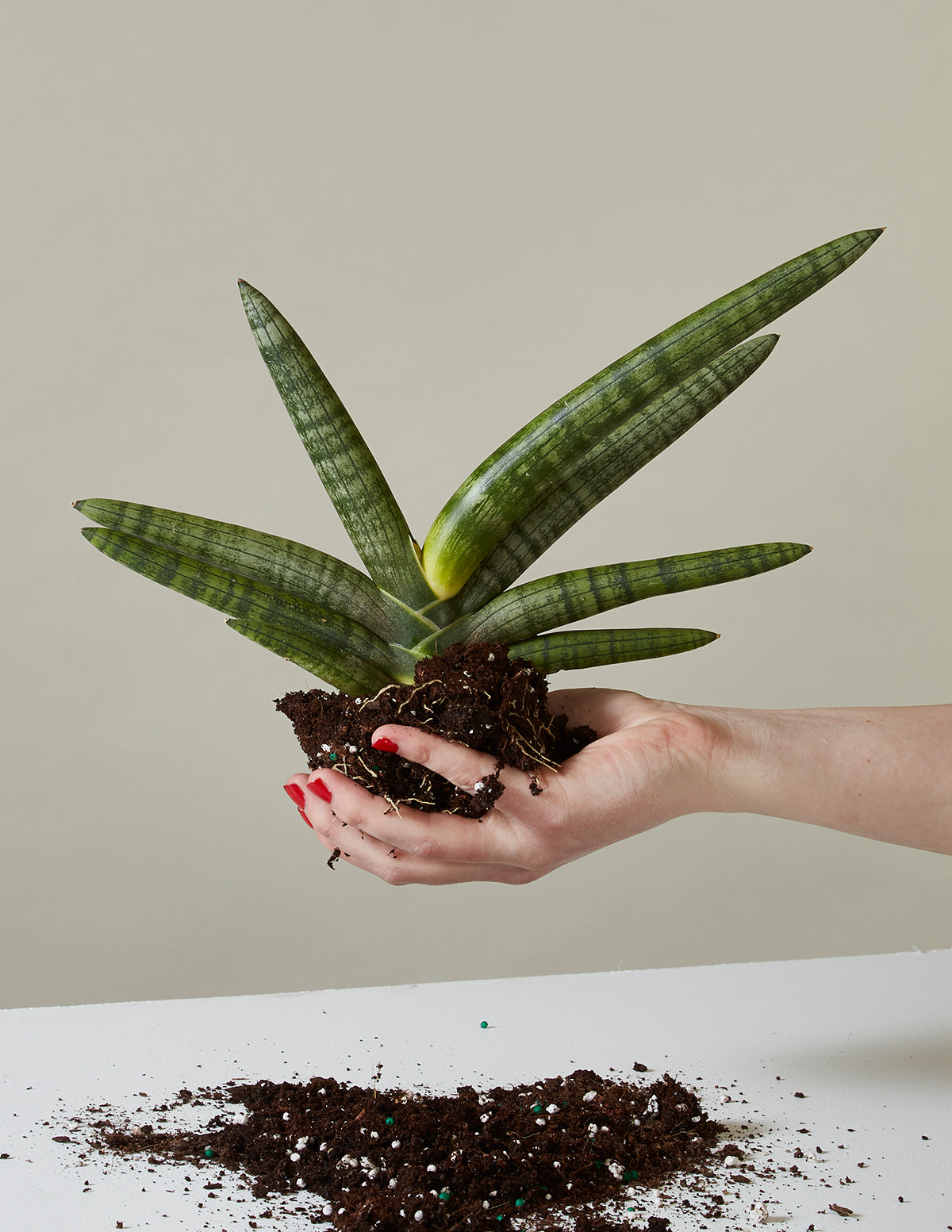 Yıldız Paşa Kılıcı (Snake Plant Starfish)