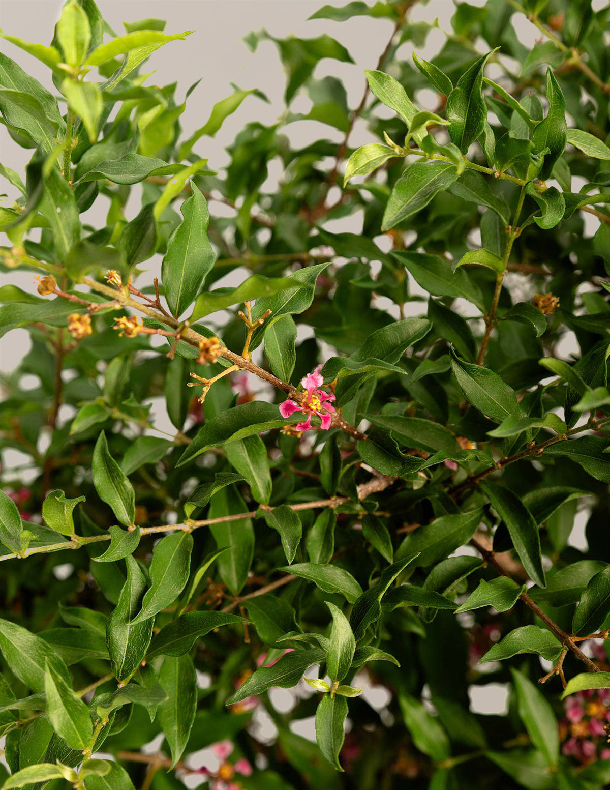 Barbados ‘Acerola’ Kiraz Ağacı