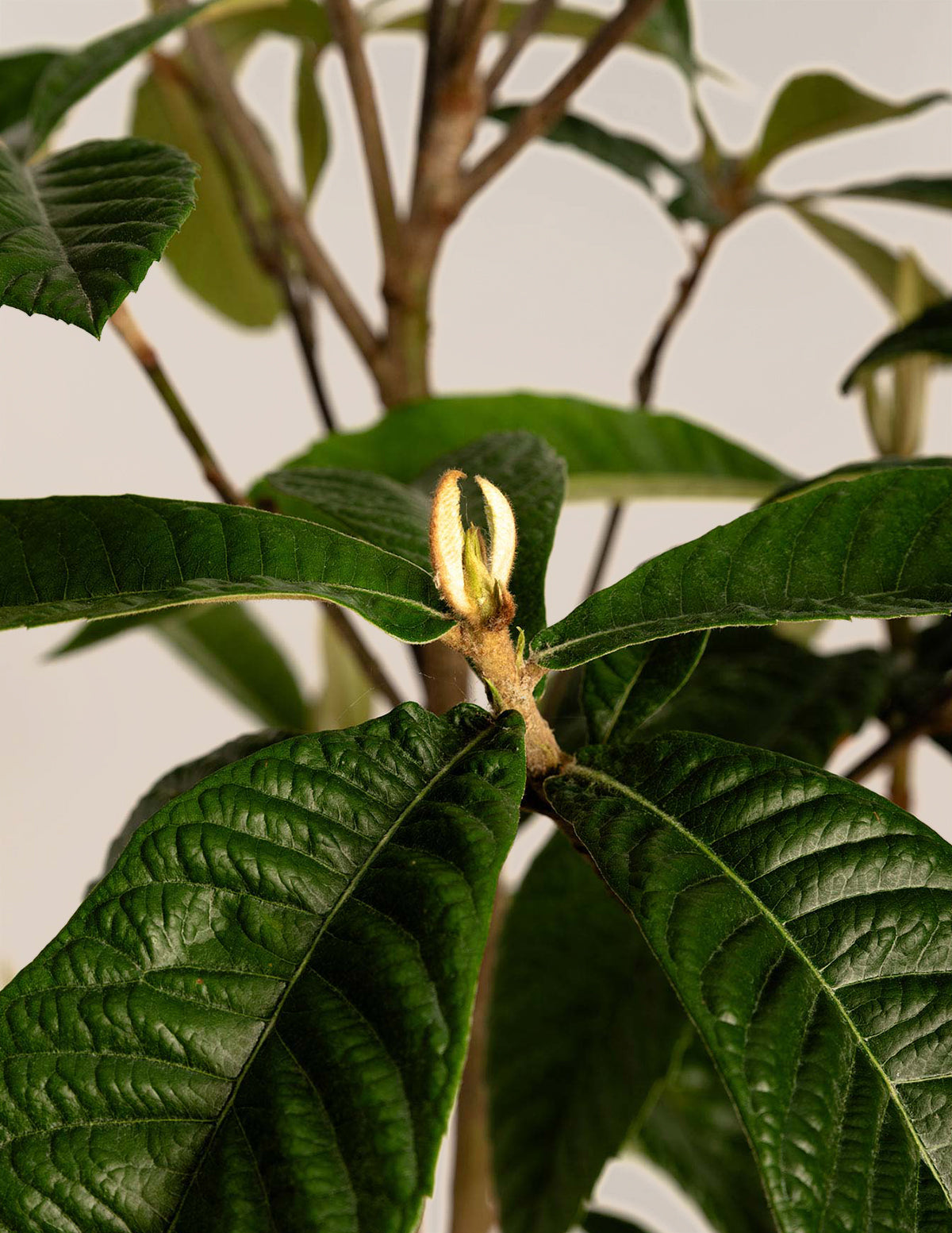 Japon Malta Eriği (Eriobotrya japonica)