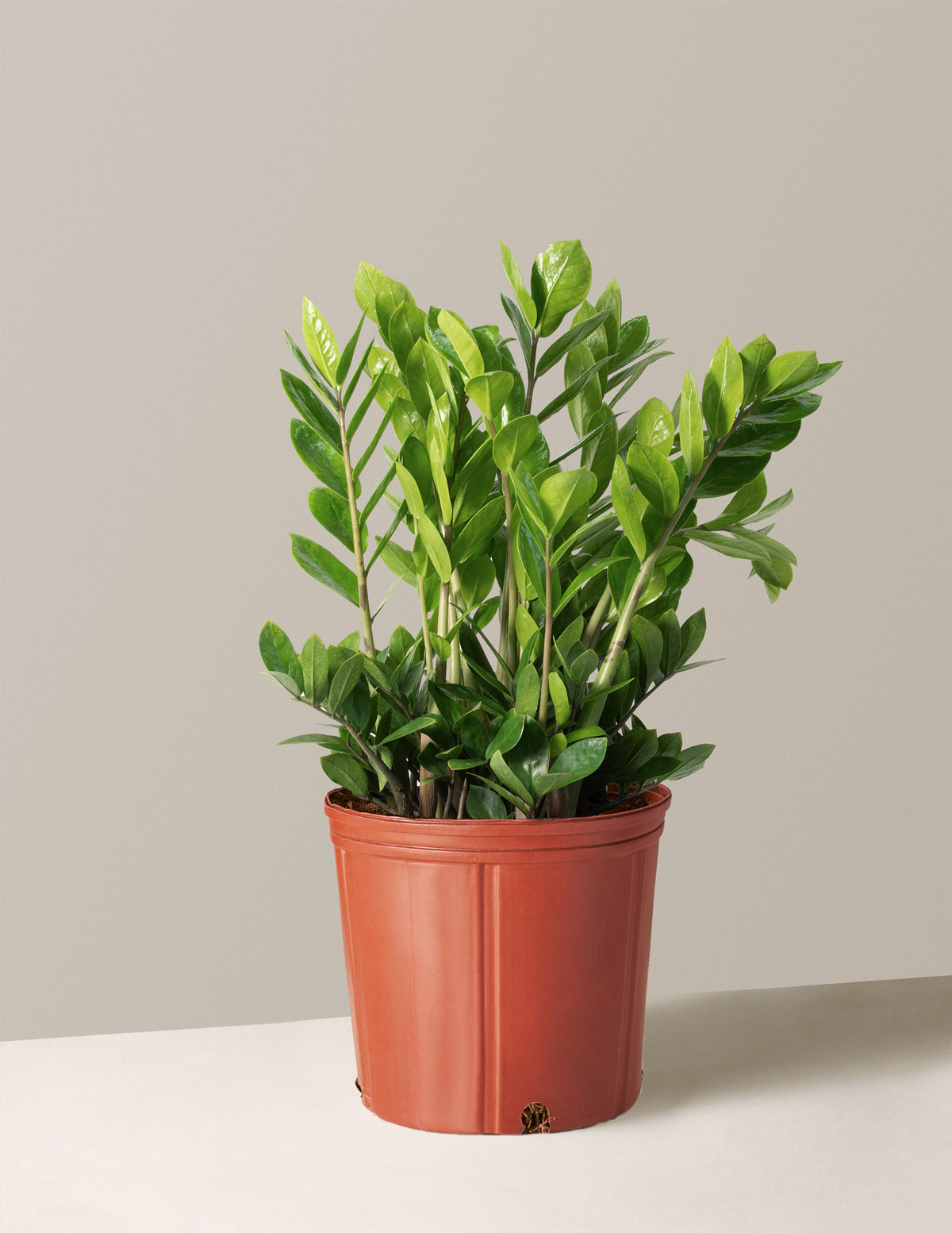 ZZ Bitkisi (Zamioculcas zamiifolia)