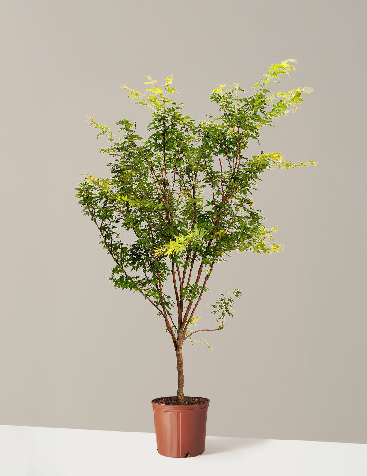 Coral Bark Japon Akçaağacı