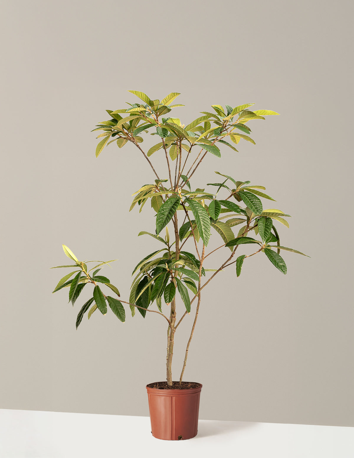 Japon Malta Eriği (Eriobotrya japonica)