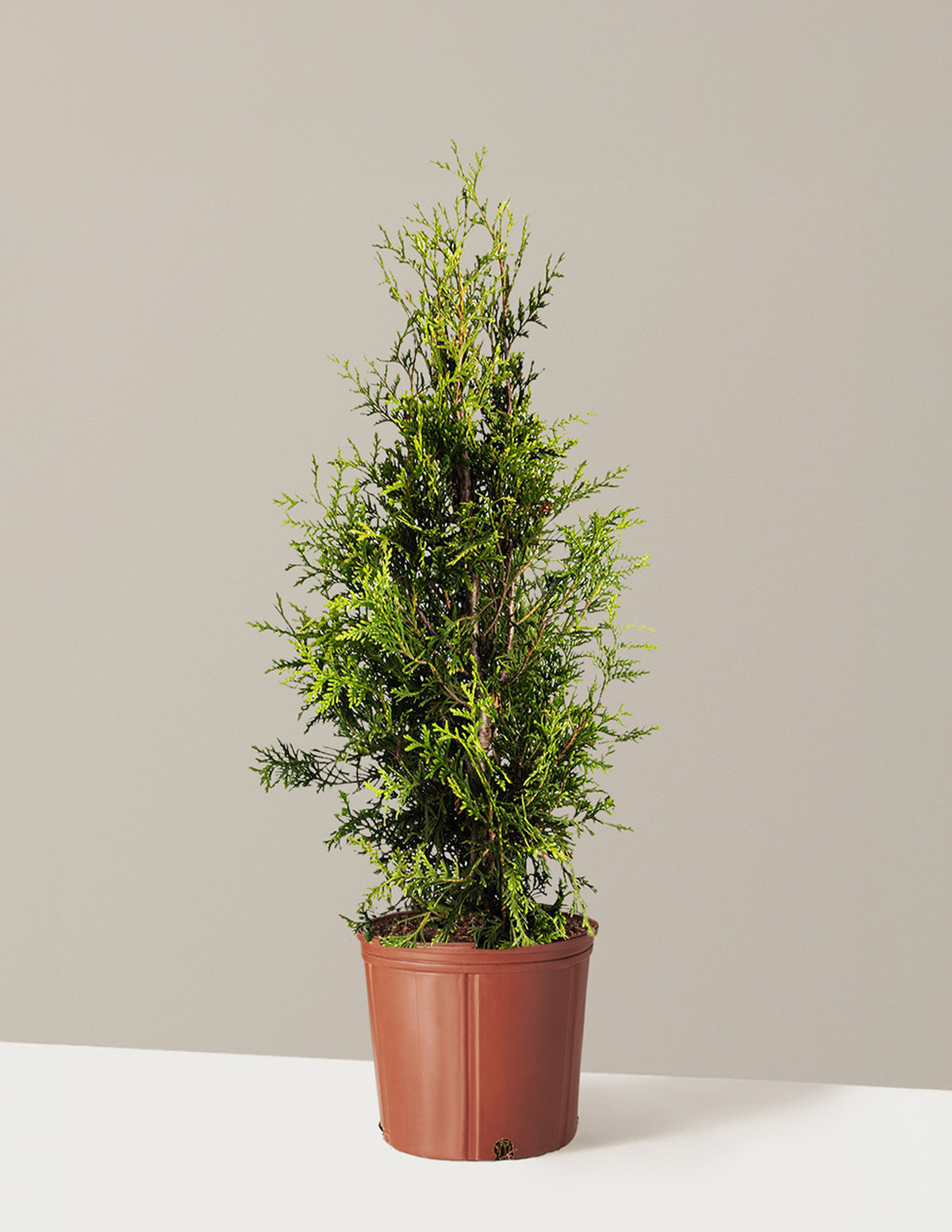 Thuja Green Giant (Dev Mazı)